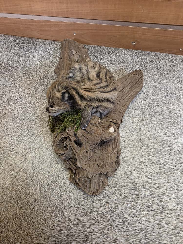 FHAB5 - Serval baby kitten Full body taxidermy Mount