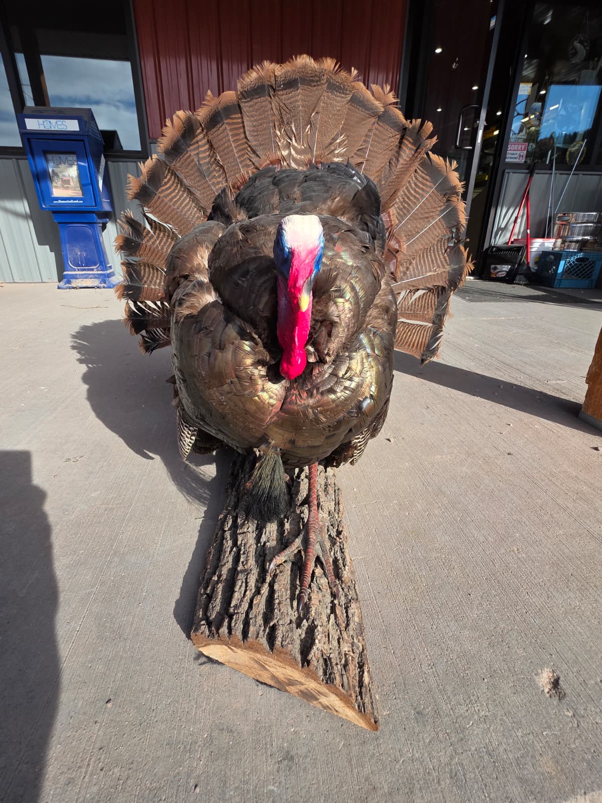 JTV299 - Bronze Turkey Taxidermy Mount
