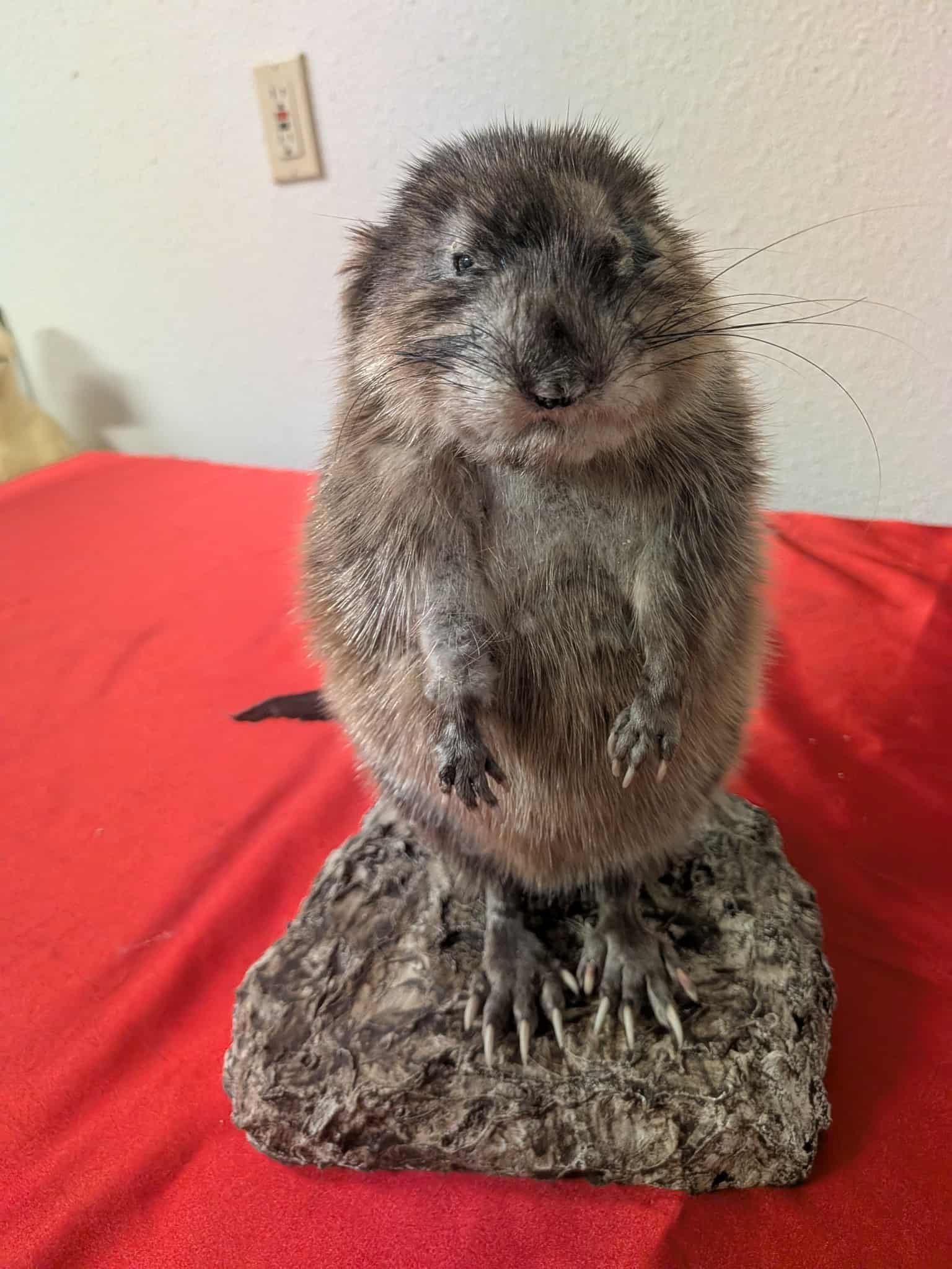 FHSUZ14 - Muskrat Full Taxidermy Mount