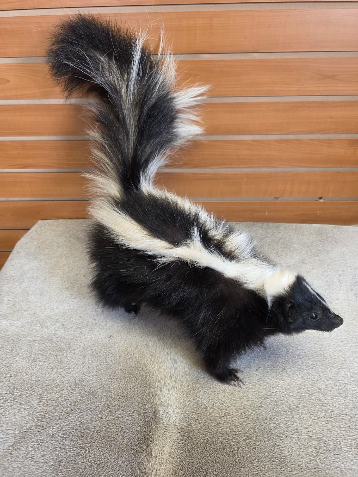 KMSK15 - Full-Body Skunk Taxidermy Mount