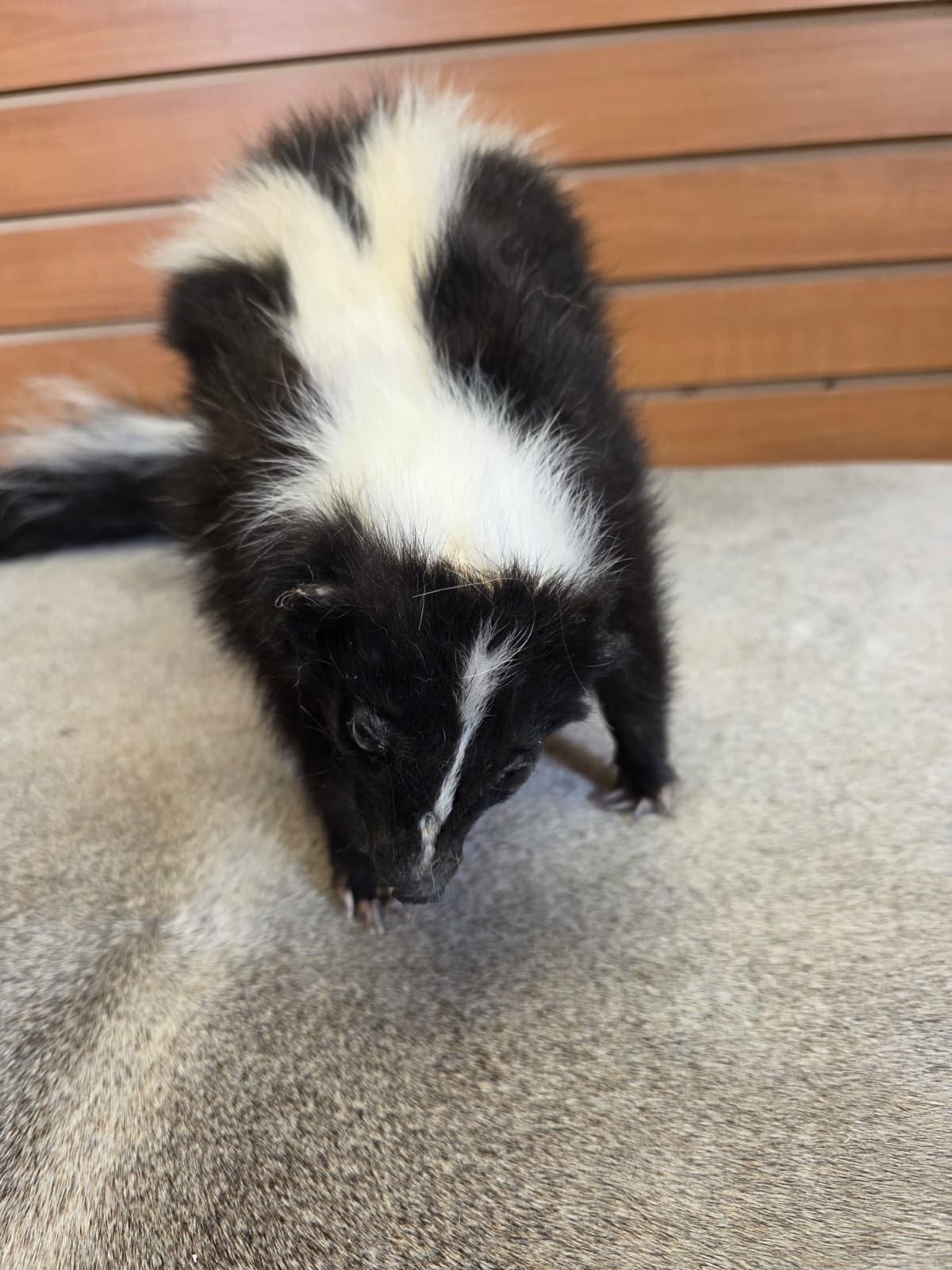 KMSK16 - Full-Body Skunk Taxidermy Mount