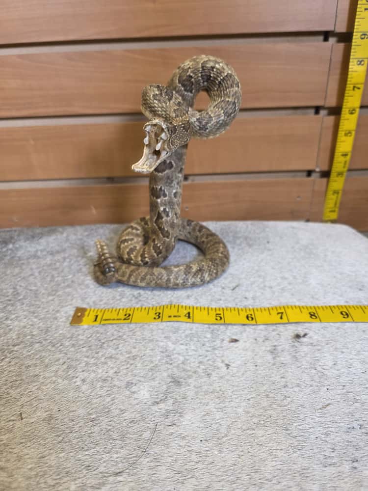 JTV282 - Prairie Rattlesnake – Full Body Mount