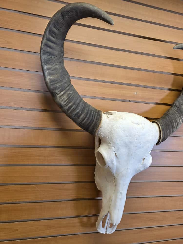 JTV295 - Asian Water Buffalo Skull