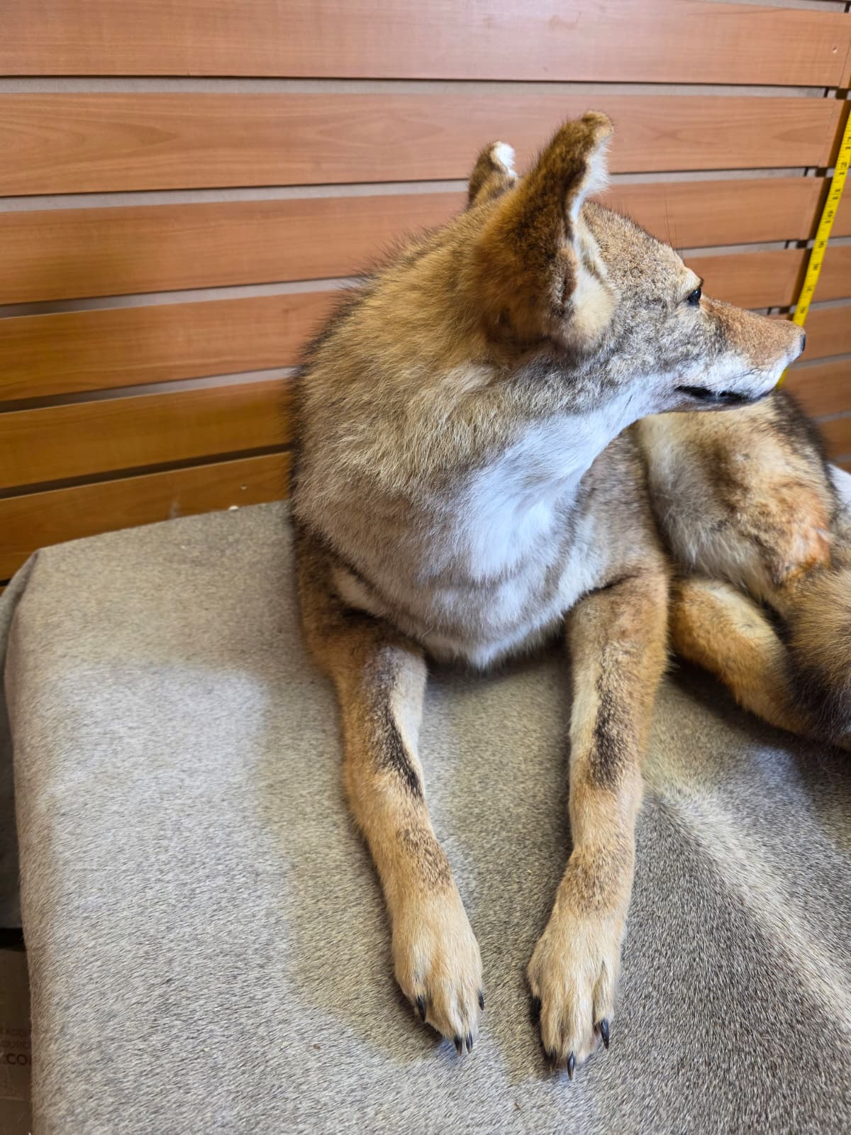 KMCY21 - Full-Body Coyote Taxidermy Mount