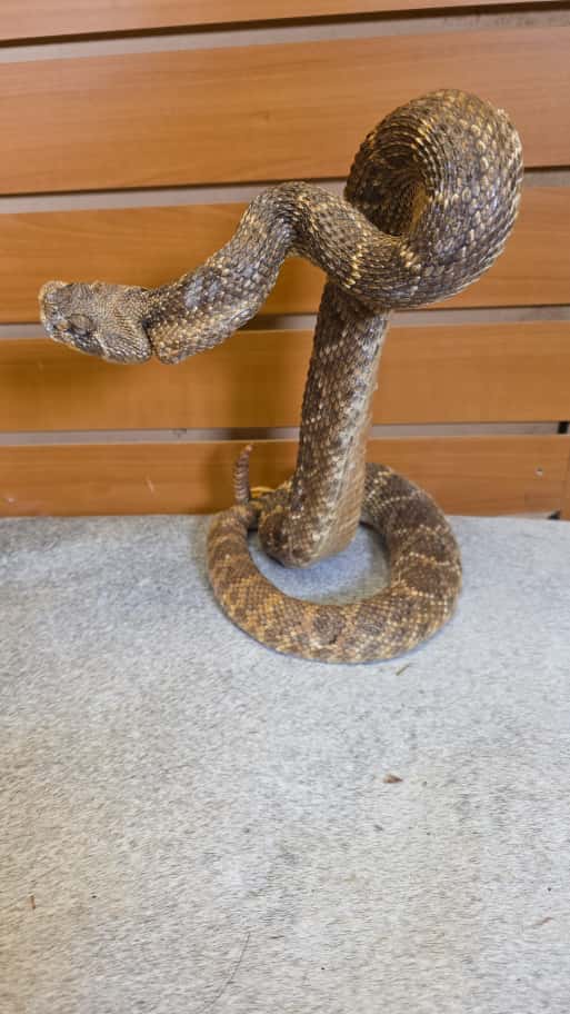 JTV281 - Western Diamondback Rattlesnake – Full Body Mount