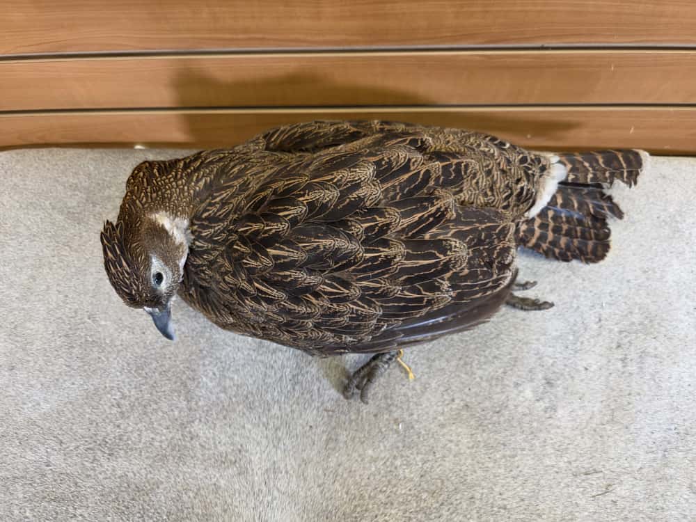 JTV277 - Impeyan Pheasant Hen Full Mount