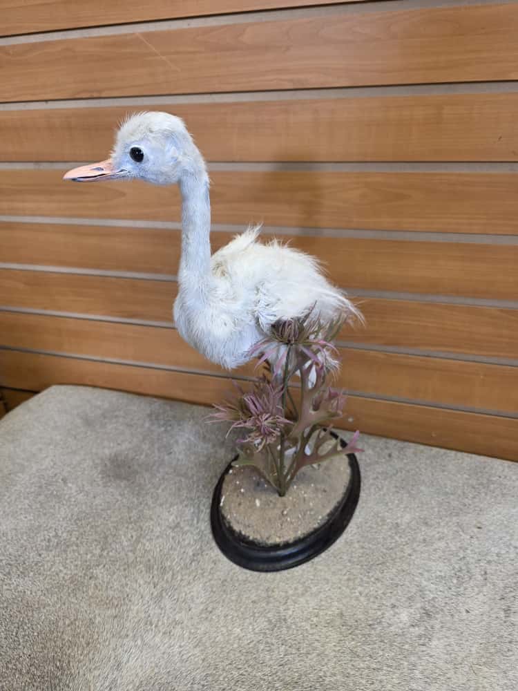 FHAB3 - Greater Rhea (Rhea americana) Full Mount – baby