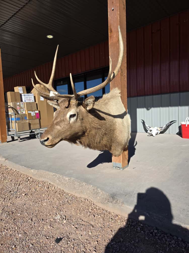 FHRAN1 - Elk Deer Head Taxidermy Mount