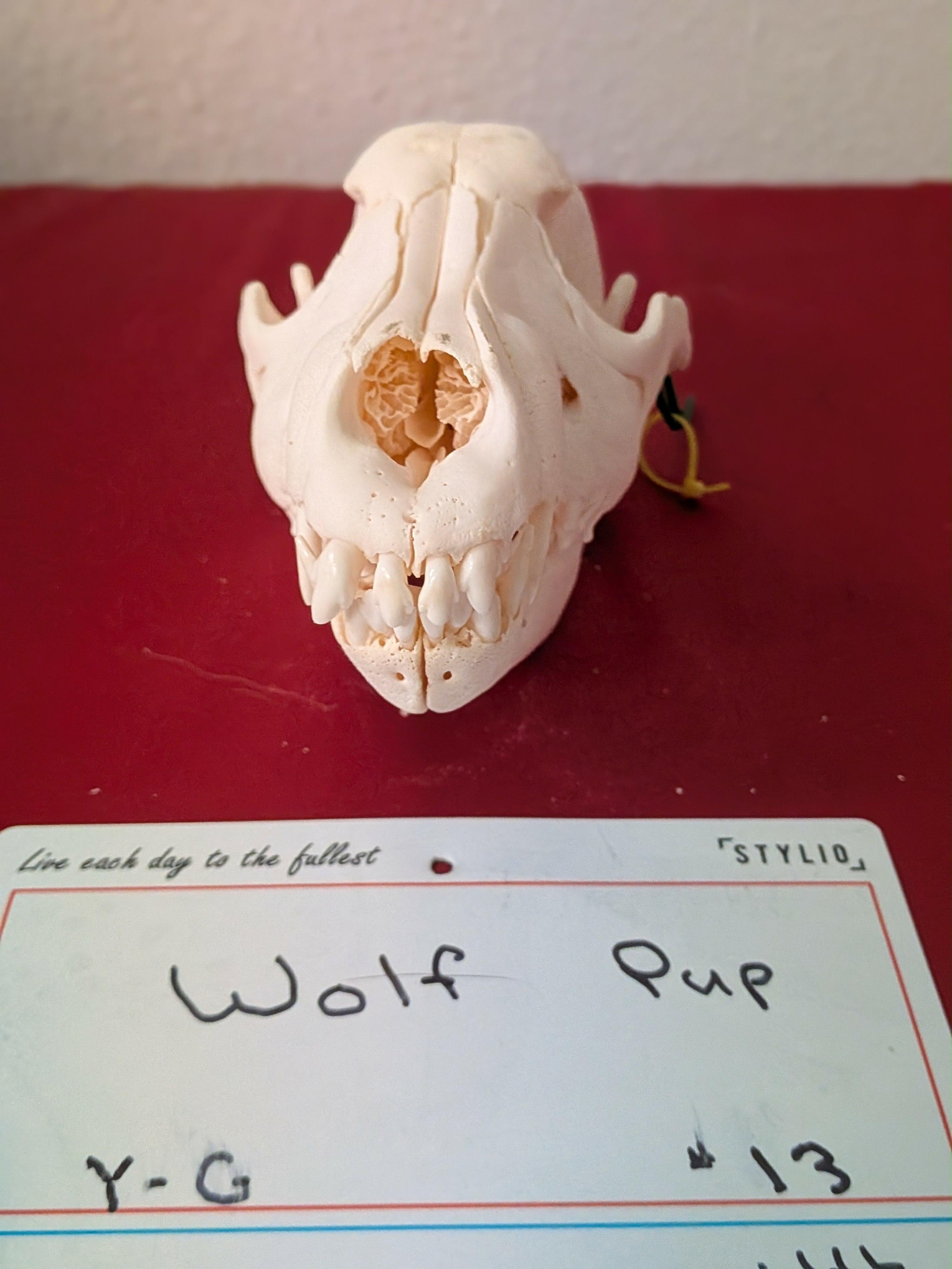 FHSUZW13 - Wolf Pup Skull Perfect Teeth