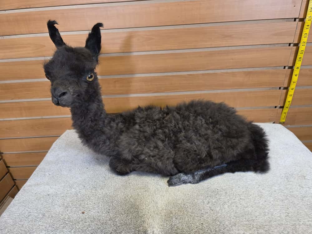 FHAB16 - Huacaya Alpaca – Full Body Mount