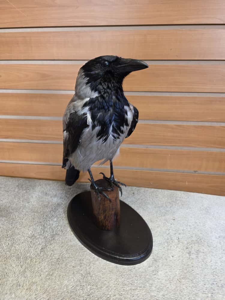 FHAB4 - hooded crow taxidermy Mount