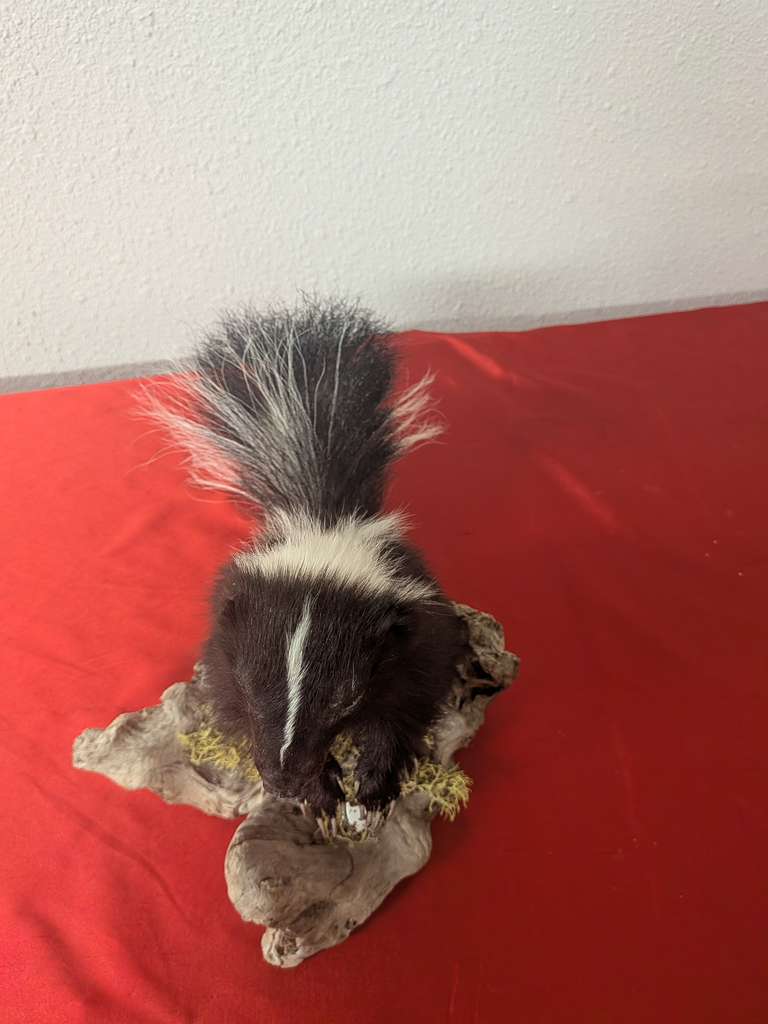 FHSUZ20 - Fluffy Baby Skunk Taxidermy Mount