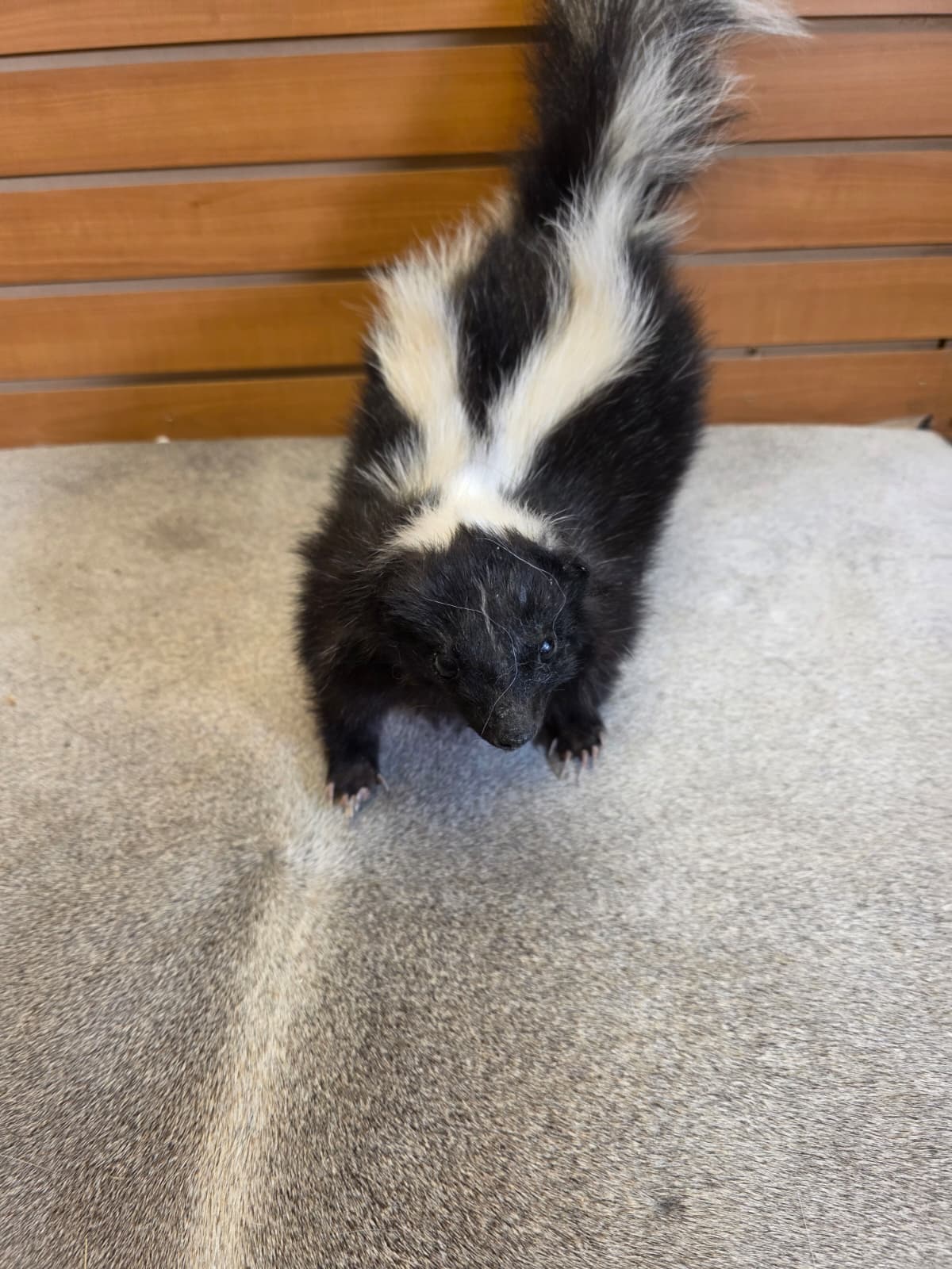 KMSK33 - Full-Body Skunk Taxidermy Mount