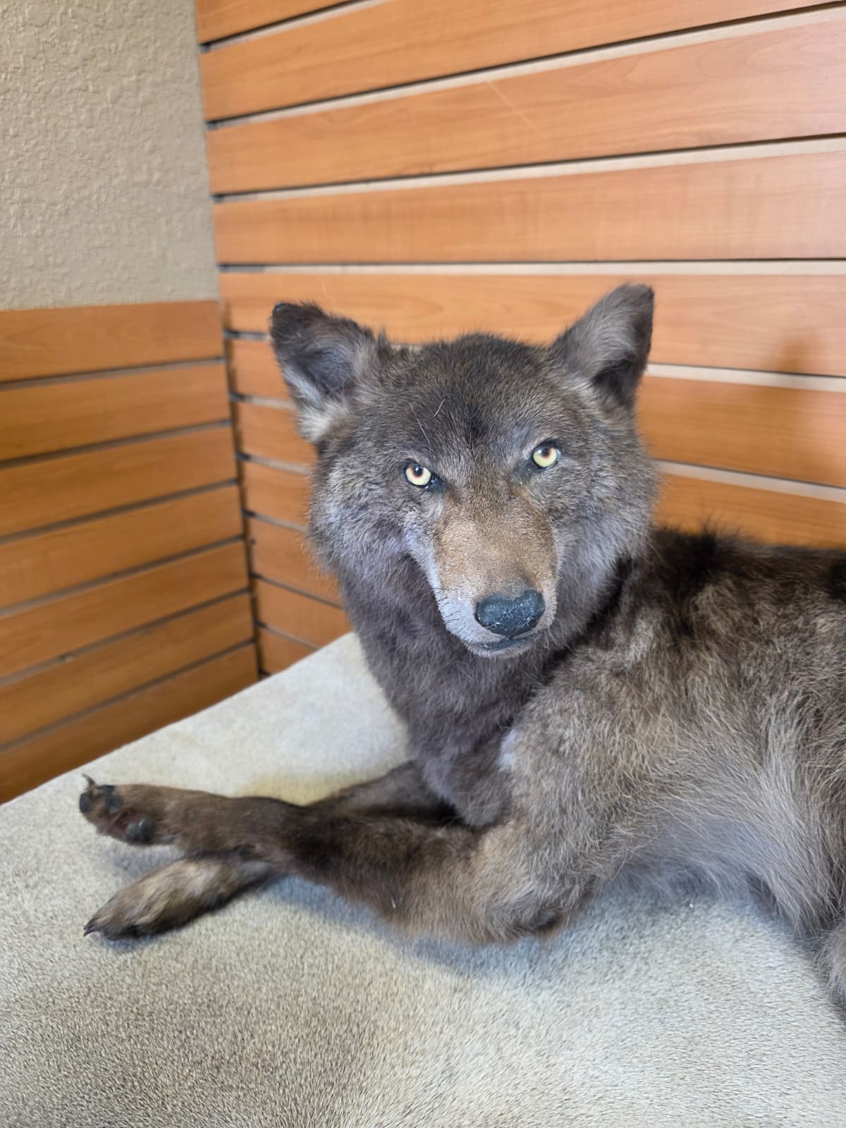 KMCY25 - Full-Body Coyote Taxidermy Mount