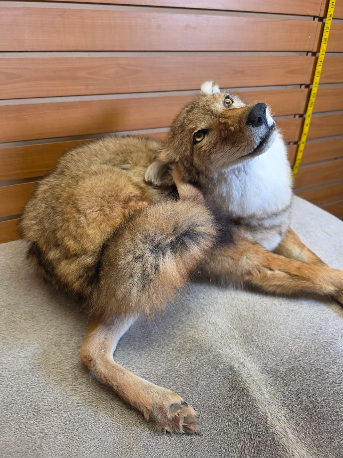 KMCY32 - Full-Body Coyote Taxidermy Mount