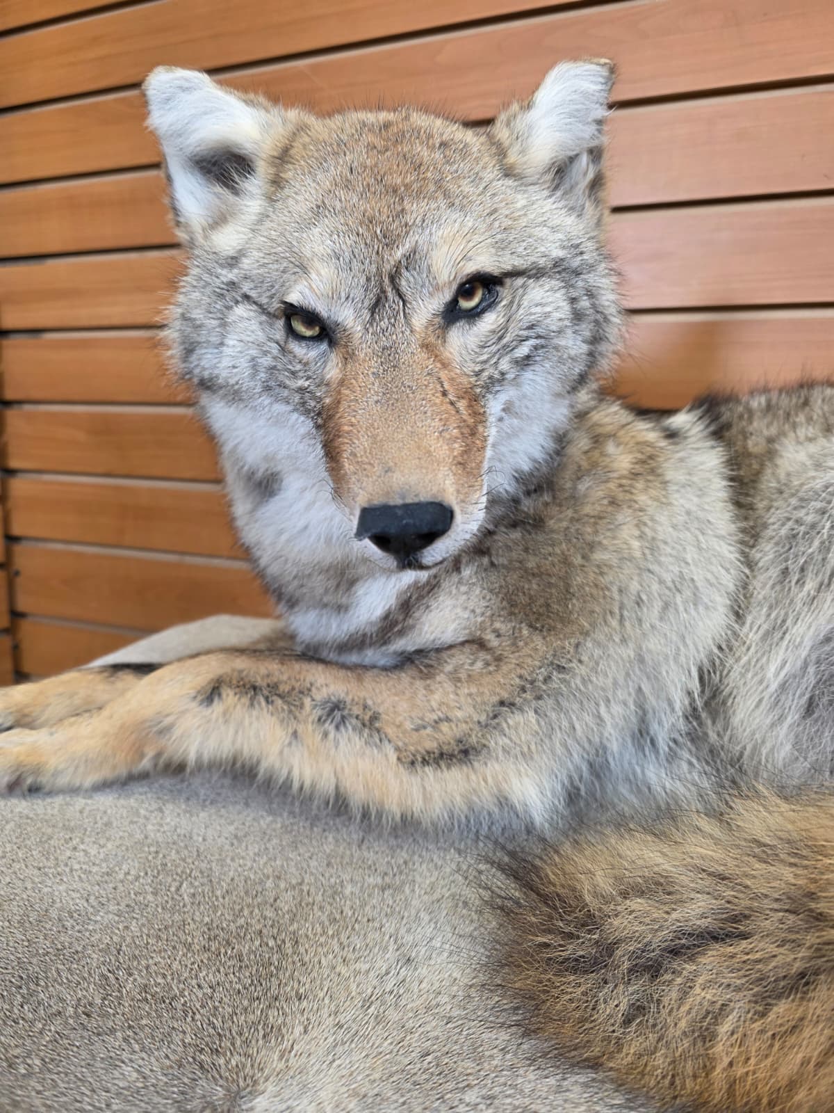KMCY20 - Full-Body Coyote Taxidermy Mount