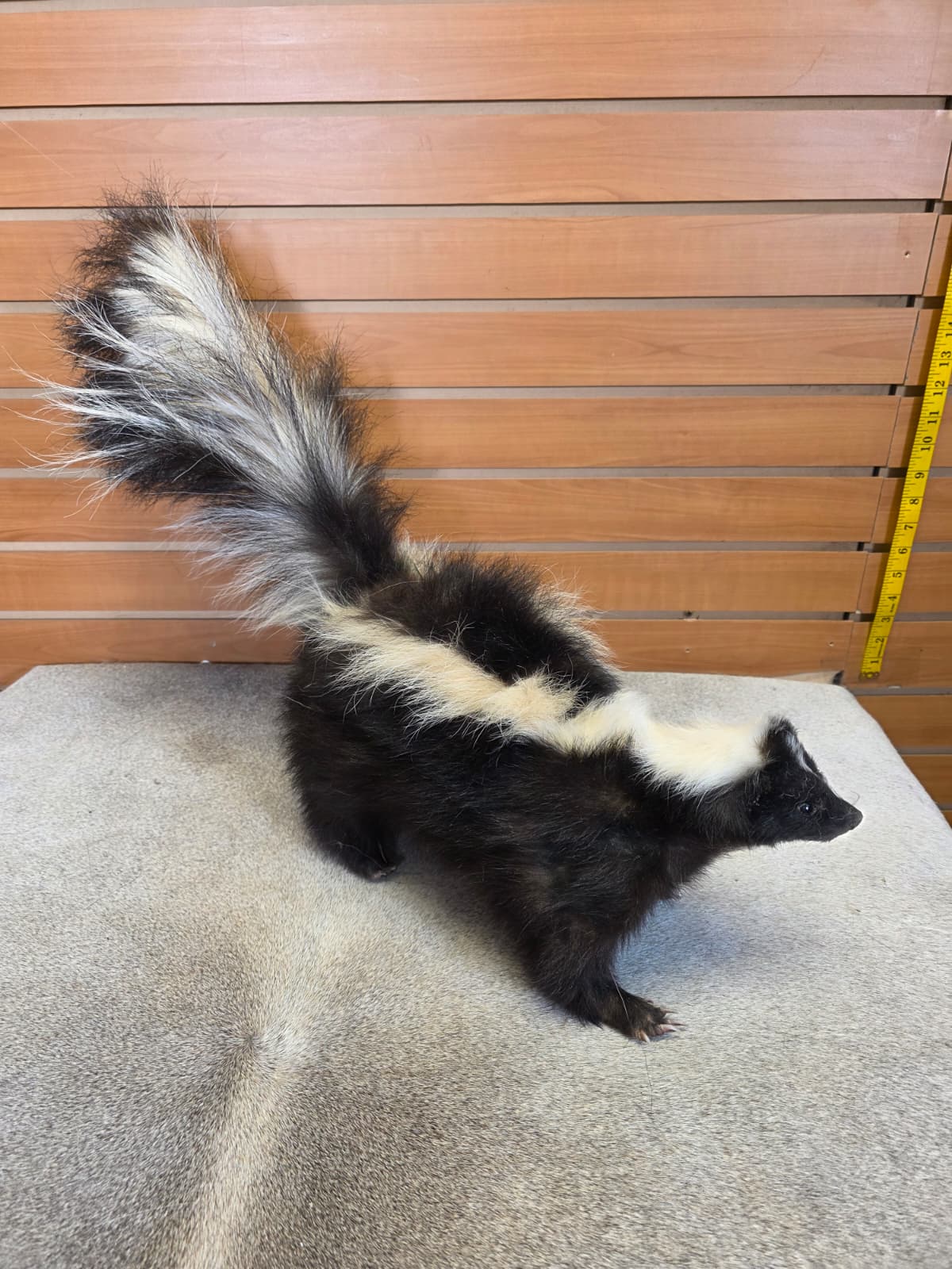 KMSK30 - Full-Body Skunk Taxidermy Mount