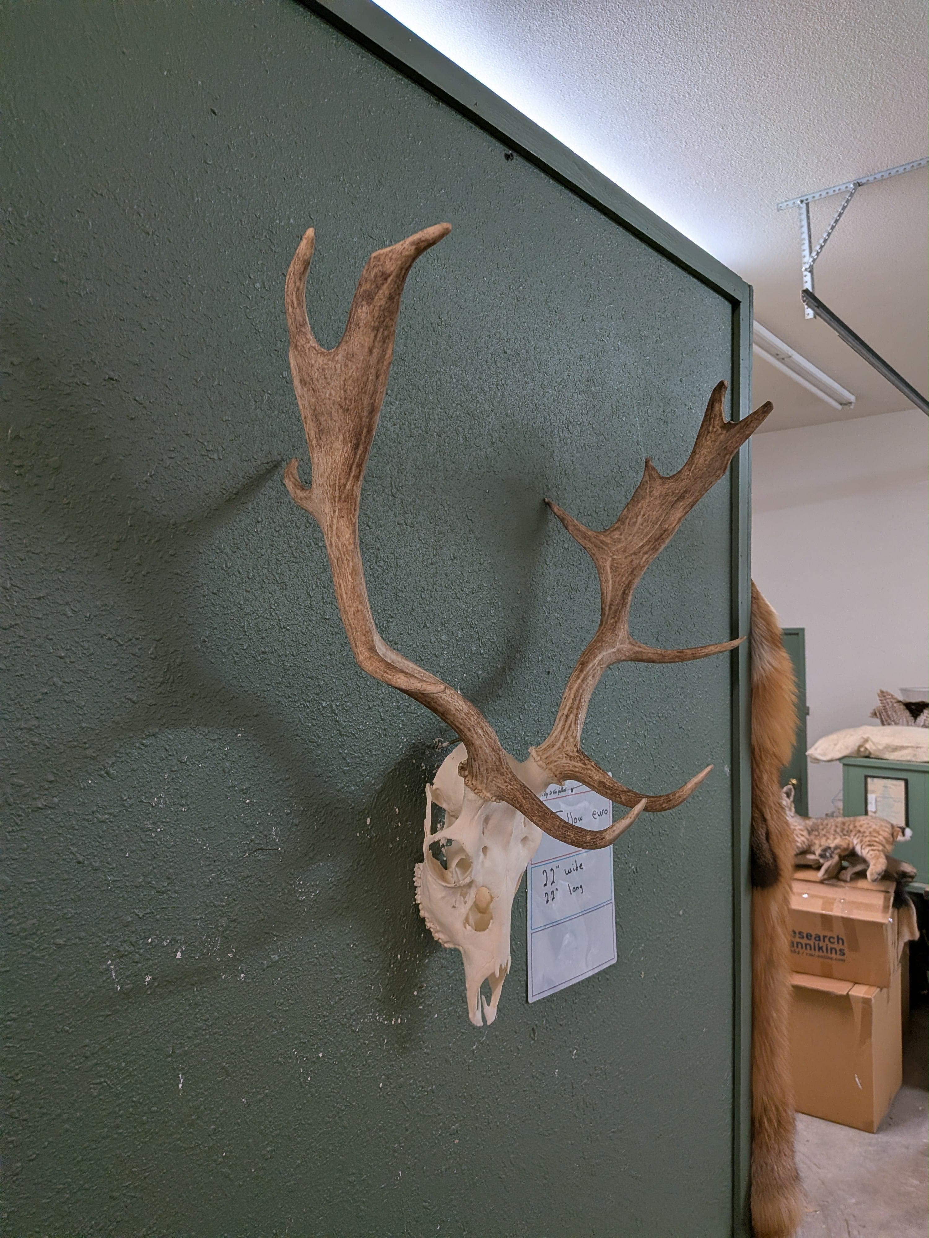 FHSUZ8 - Fallow Euro Skull Taxidermy Mount