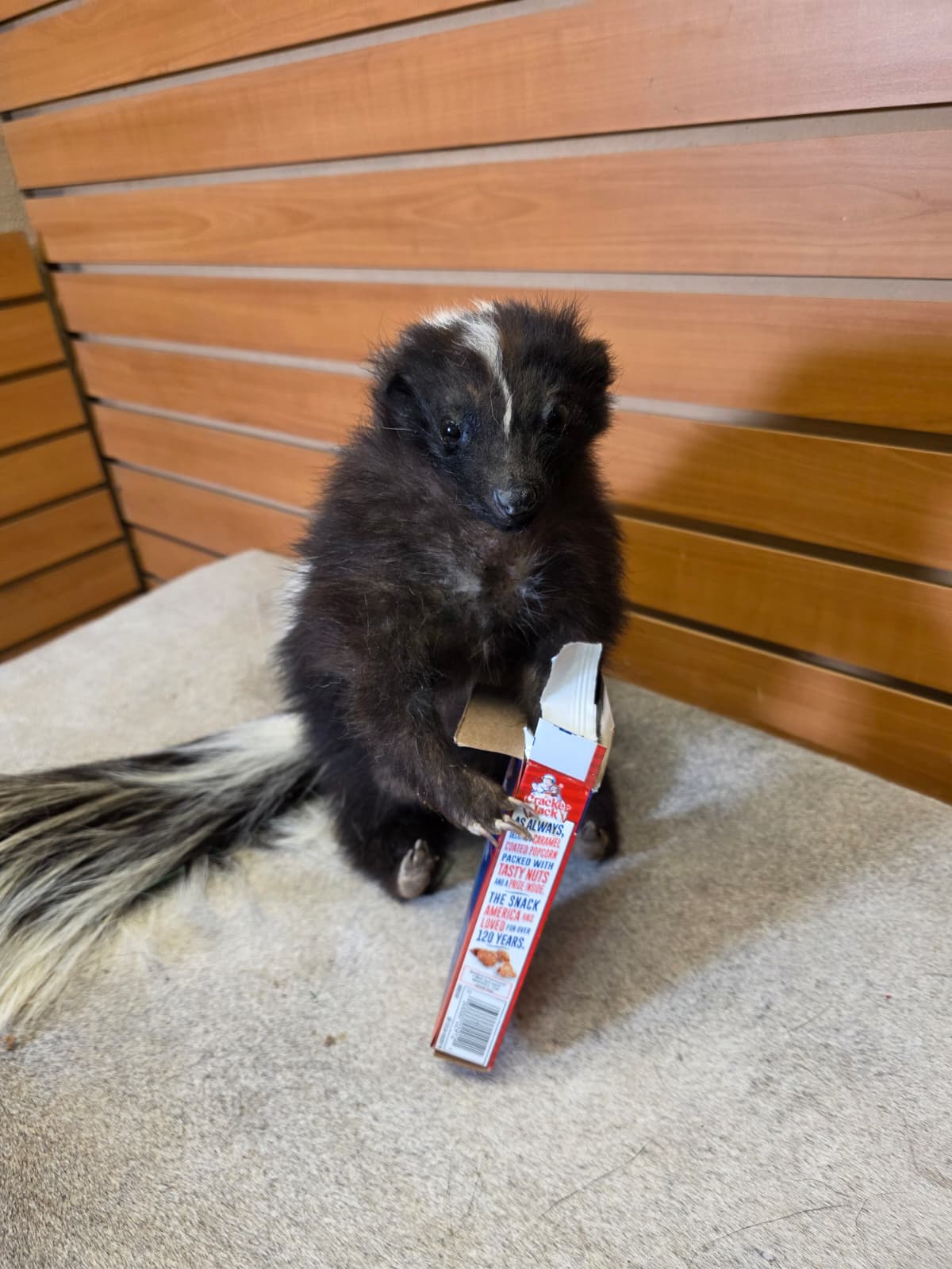 KMSK37 - Full-Body Skunk Taxidermy Mount