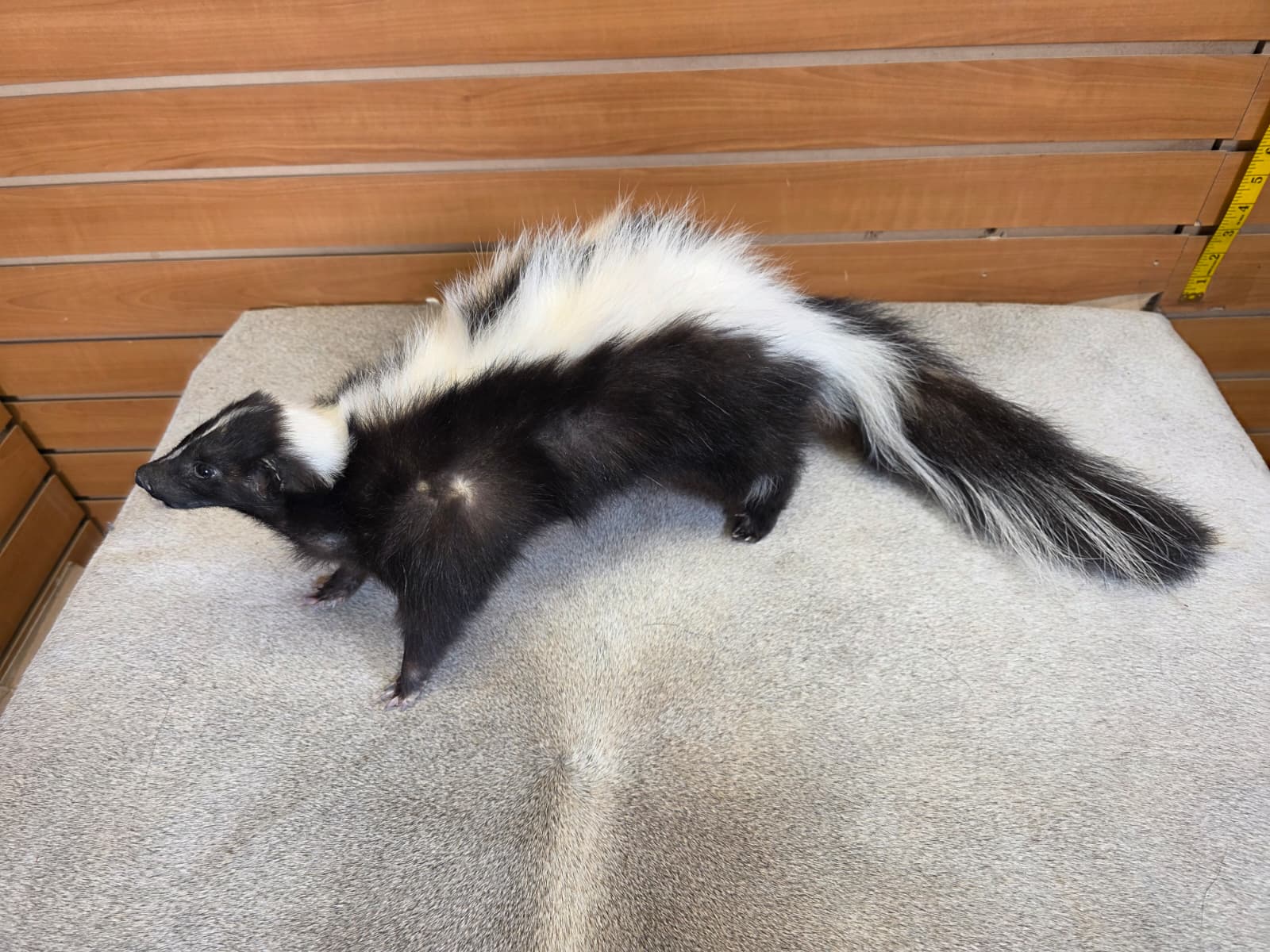 KMSK14 - Full-Body Skunk Taxidermy Mount