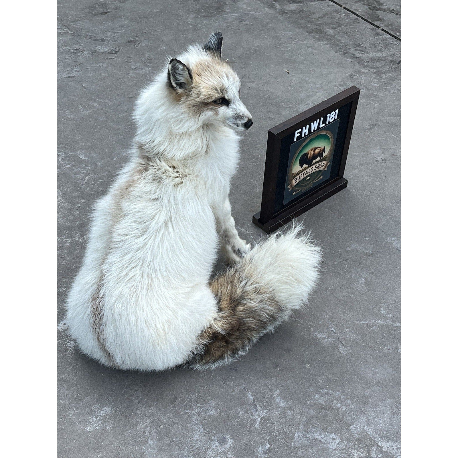 FHWL181- Museum Quality White Fox Taxidermy mount