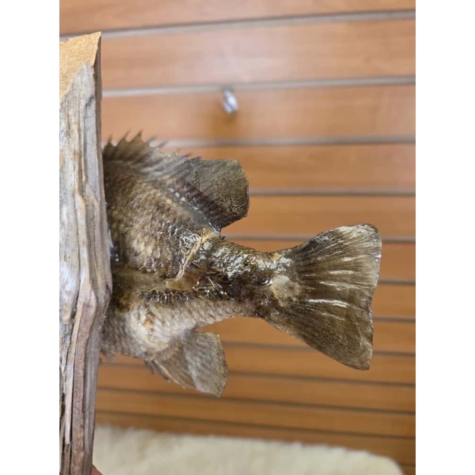 JTV208 - bluegill 10 1/2" Real Skin Fish Taxidermy