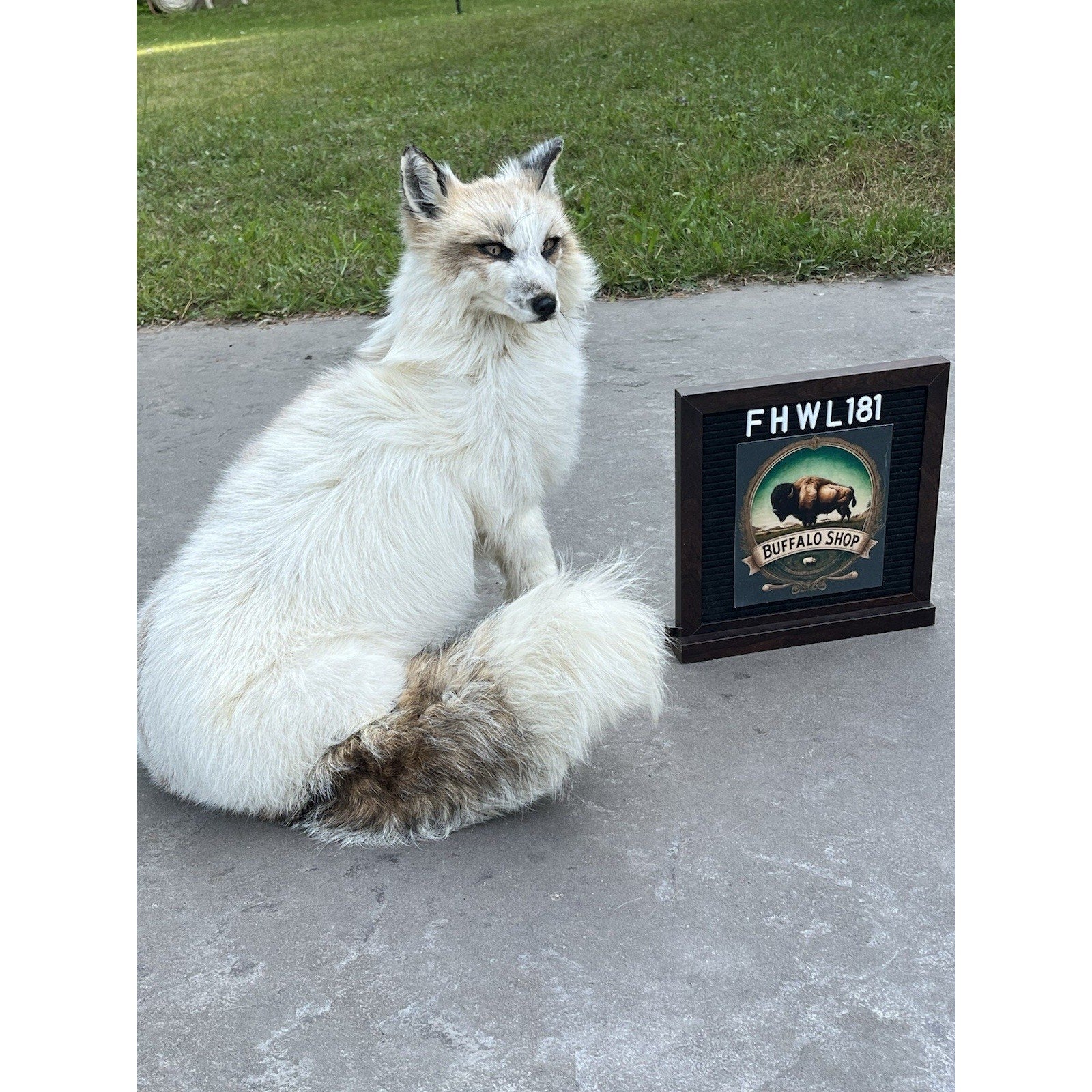 FHWL181- Museum Quality White Fox Taxidermy mount