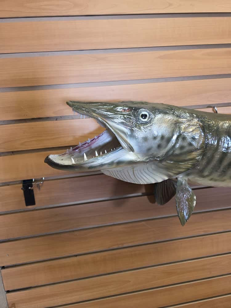 FHCM58 - Real Skin 51” Muskie Fish Taxidermy Wall Mount