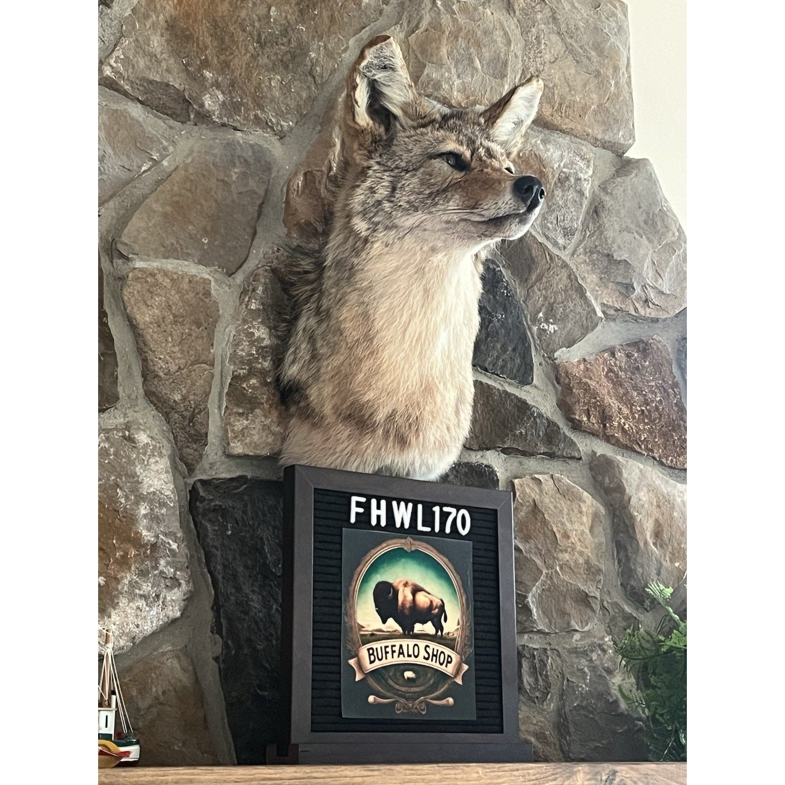 FHWL170 - Coyote Shoulder Museum Quality mount Taxidermy