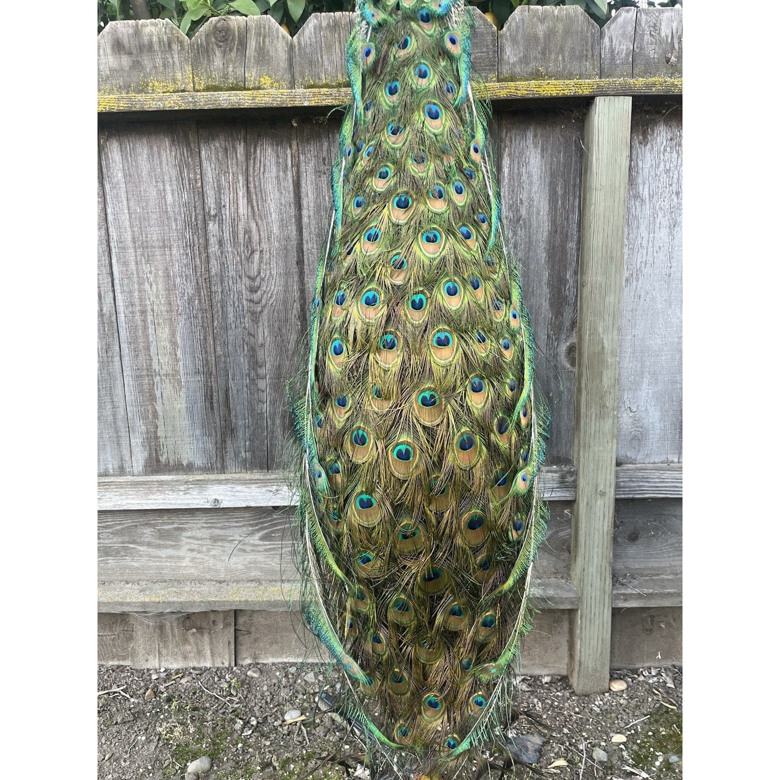 FHJOEL101 - India Blue Real PEACOCK Taxidermy Mount museum quality