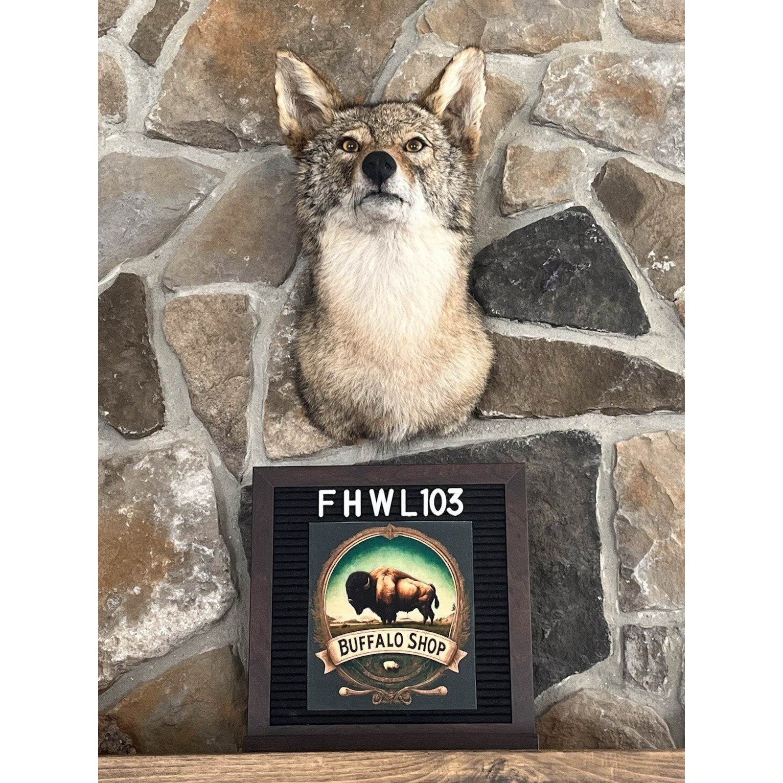 FHWL103 - Coyote Shoulder Museum Quality mount Taxidermy