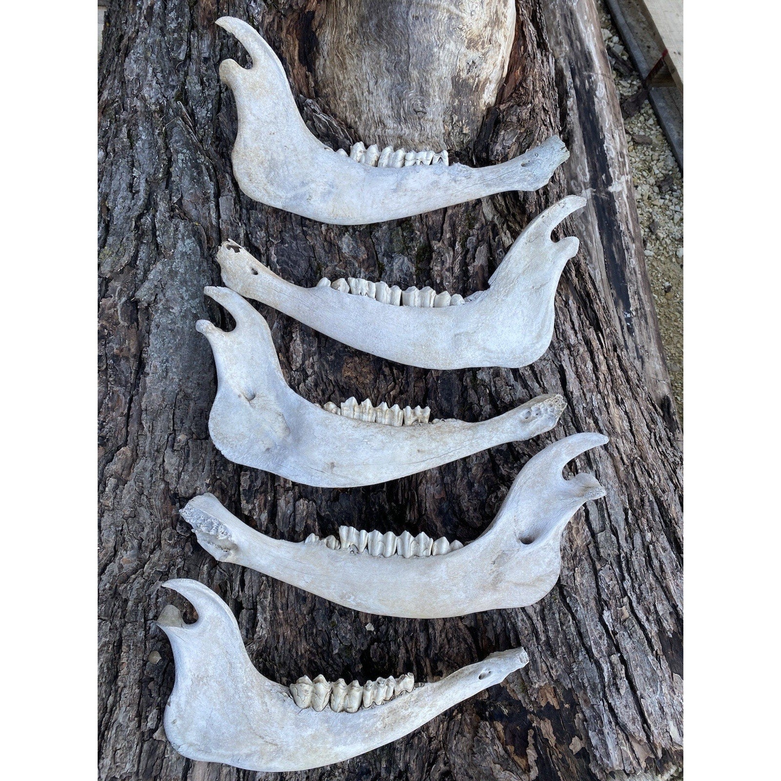 FHDAR738 - TAXIDERMY LARGE Buffalo/Bison JAW Bones Log Cabin 16"