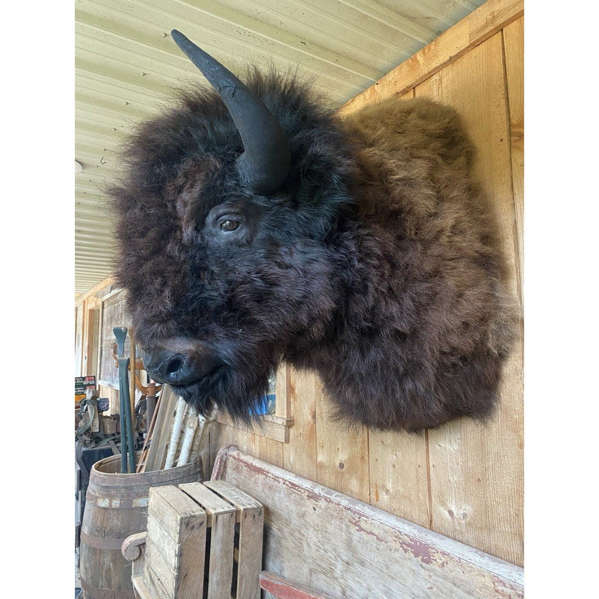 FHDAR600 - American Bison Buffalo Shoulder Mount Taxidermy