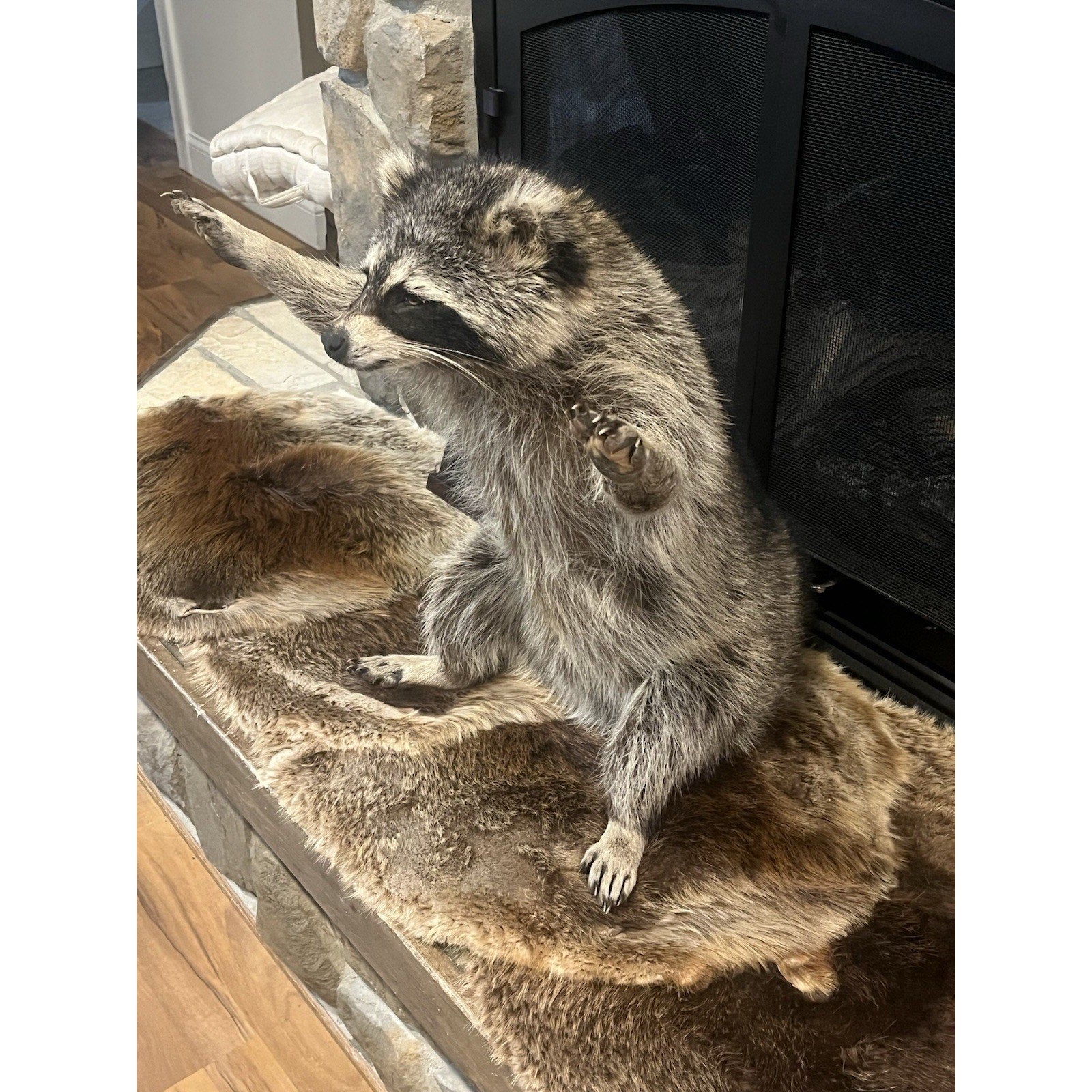 FHWL134 - Fat Raccoon Taxidermy Mount