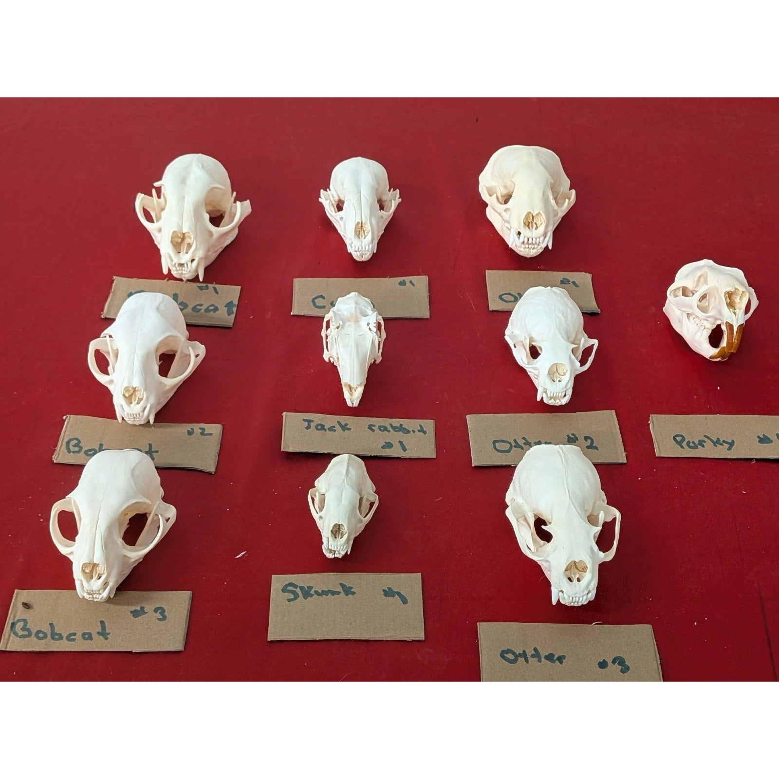 FHPAT1229- Lot Of 10 Premium Skulls Professionally Cleaned