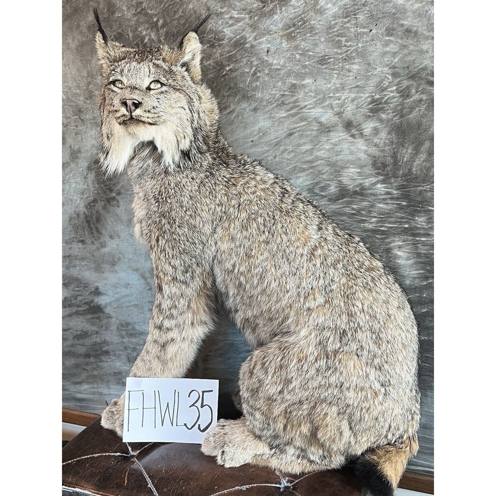 FHWL35 - Alaskan Lynx Taxidermy Full Body Mount Prime Fur