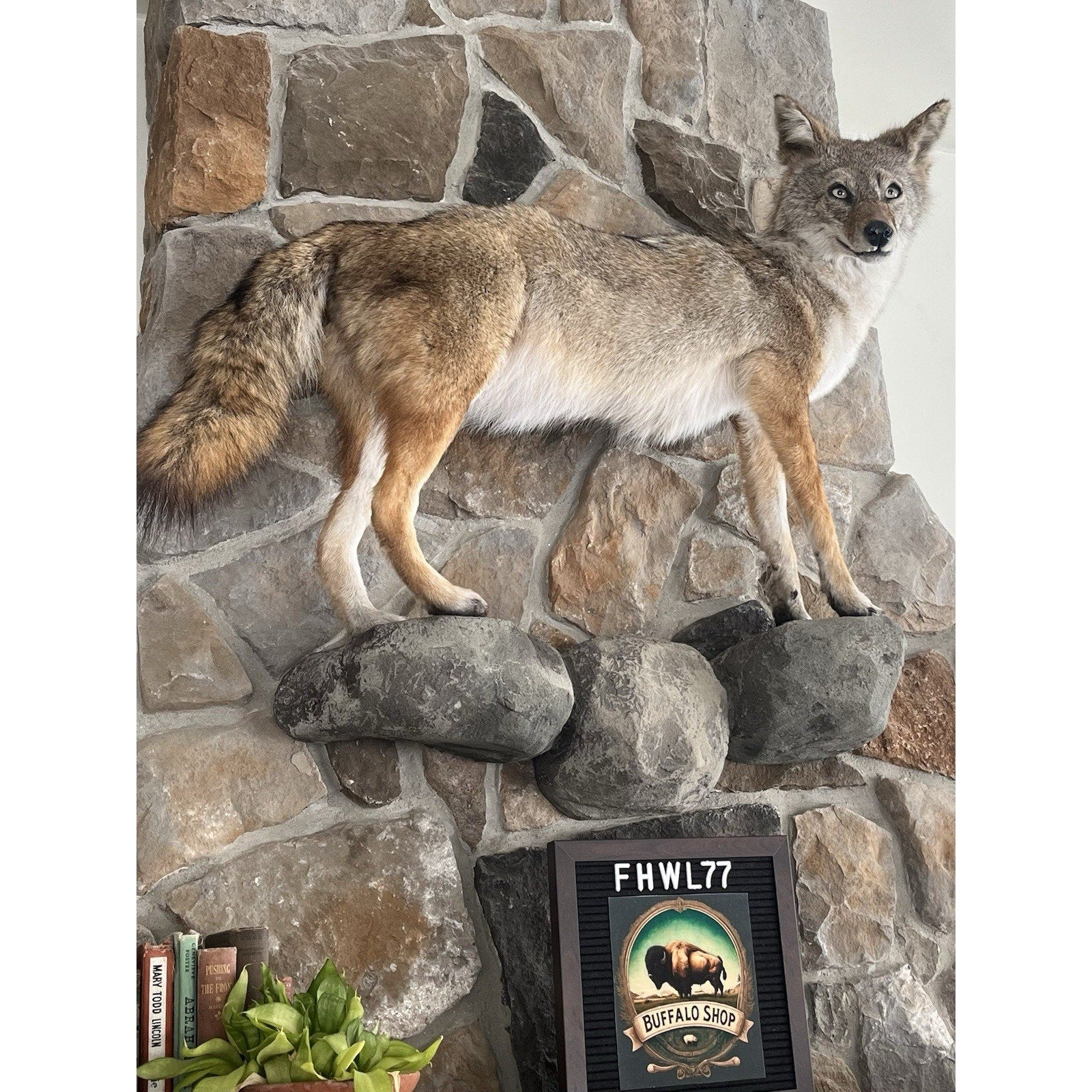 FHWL77 - Coyote Museum Quality Wall mount Taxidermy