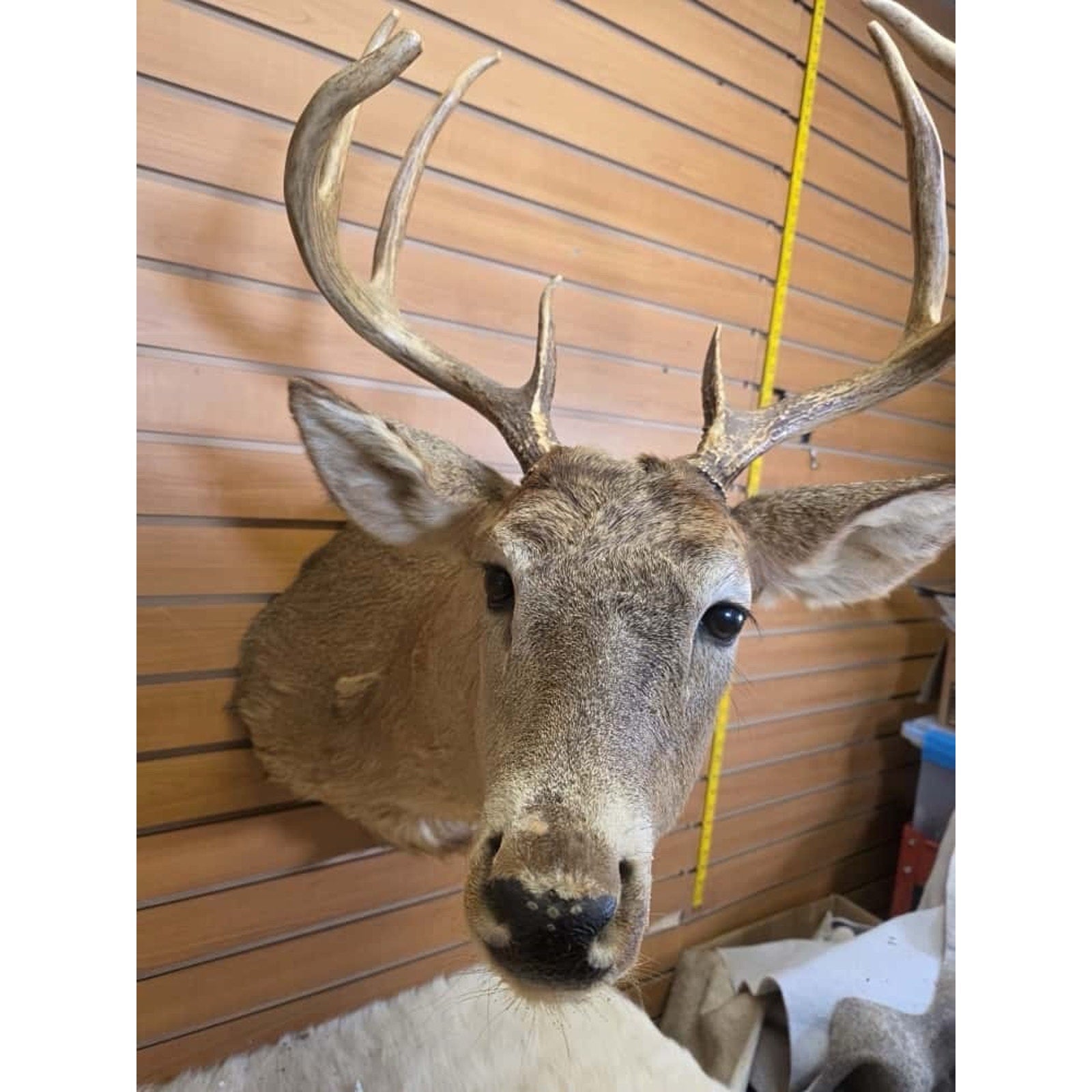 FHMN9 - Whitetail Deer Real Antler Deer Taxidermy Mount