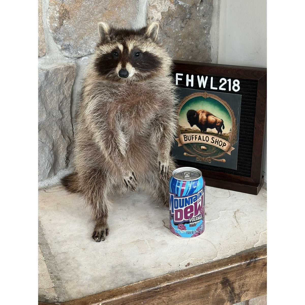 FHWL218 - baby Raccoon Taxidermy Mount