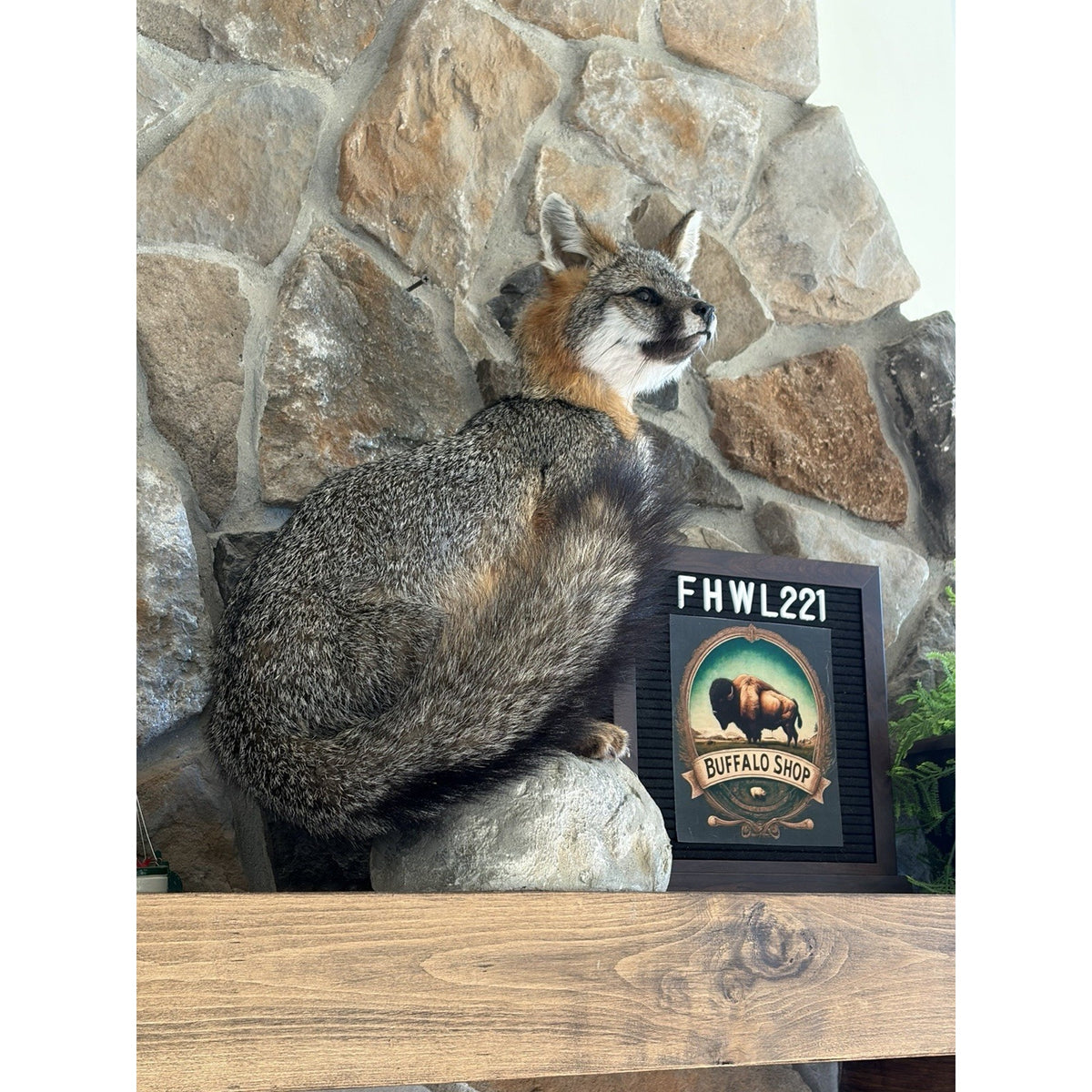 FHWL221 - Grey Fox Taxidermy Full Body Mount Cabin Camp Man Cave