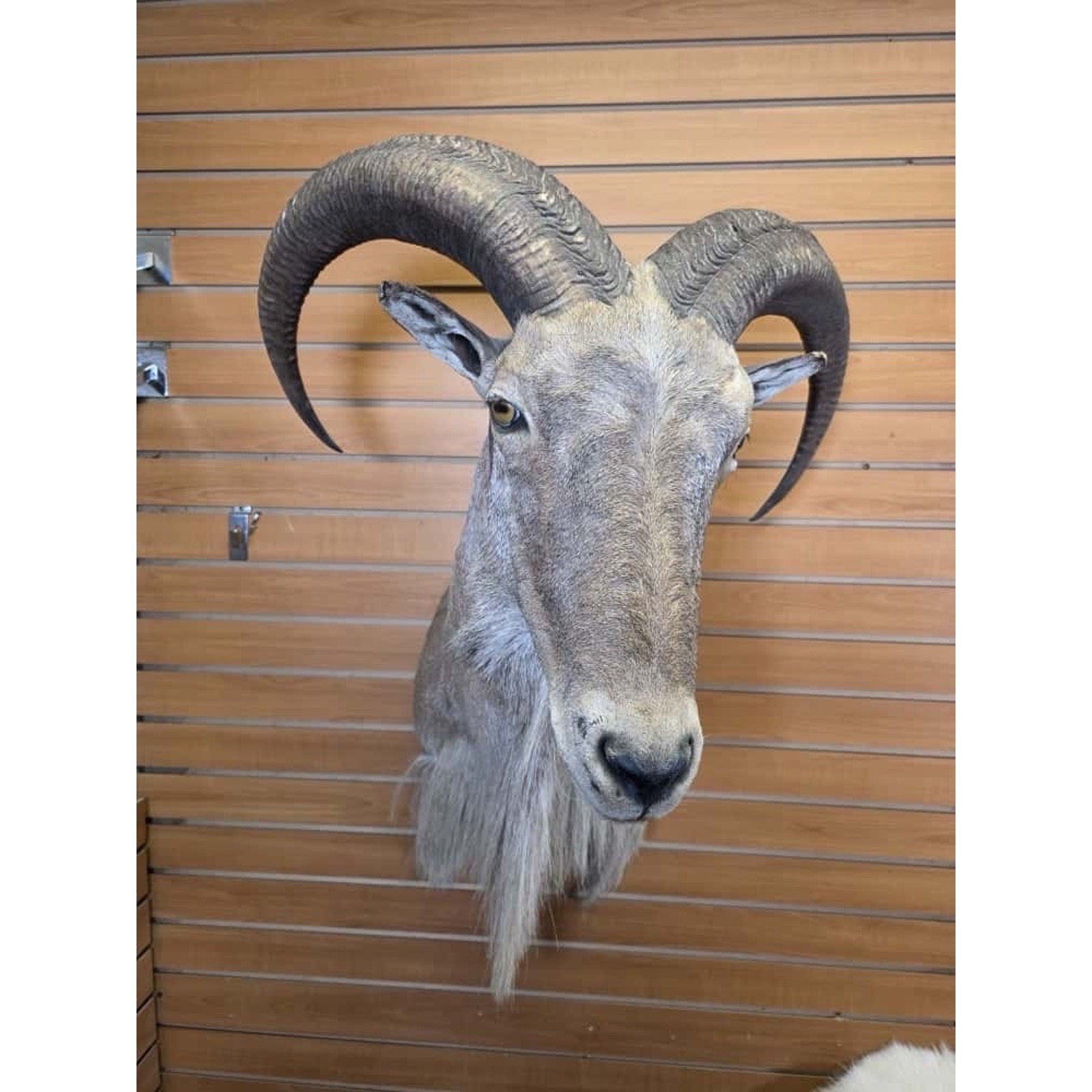 JTV30 - Aoudad taxidermy shoulder mount