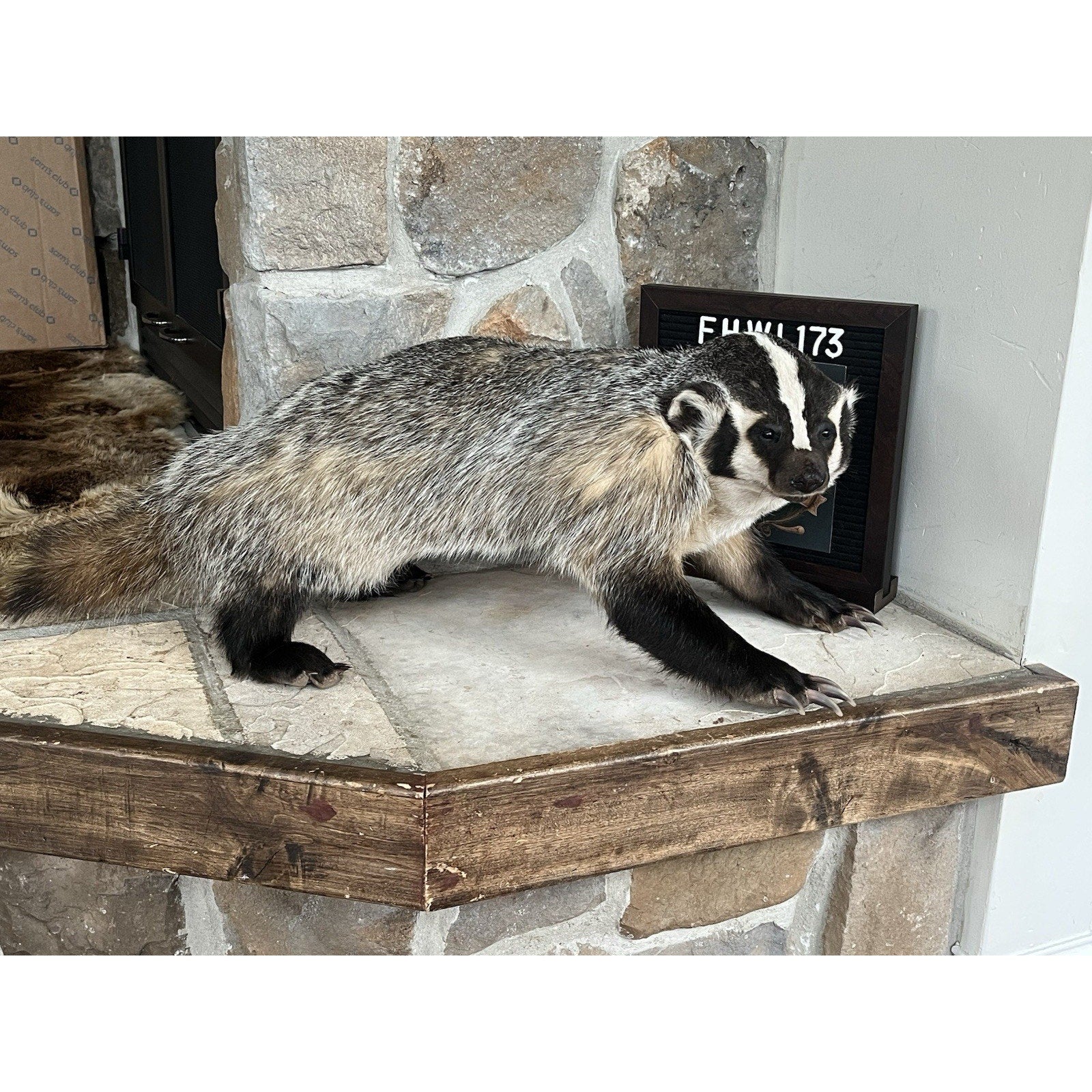 FHWL173- Fat Badger Taxidermy Mount
