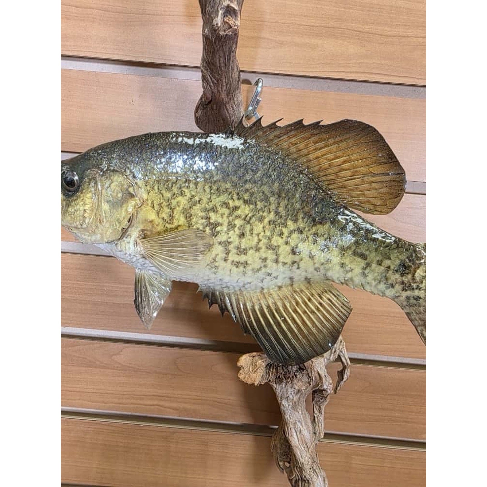 JTV227 - Real Skin Crappie Fish Taxidermy Mount 11.5”