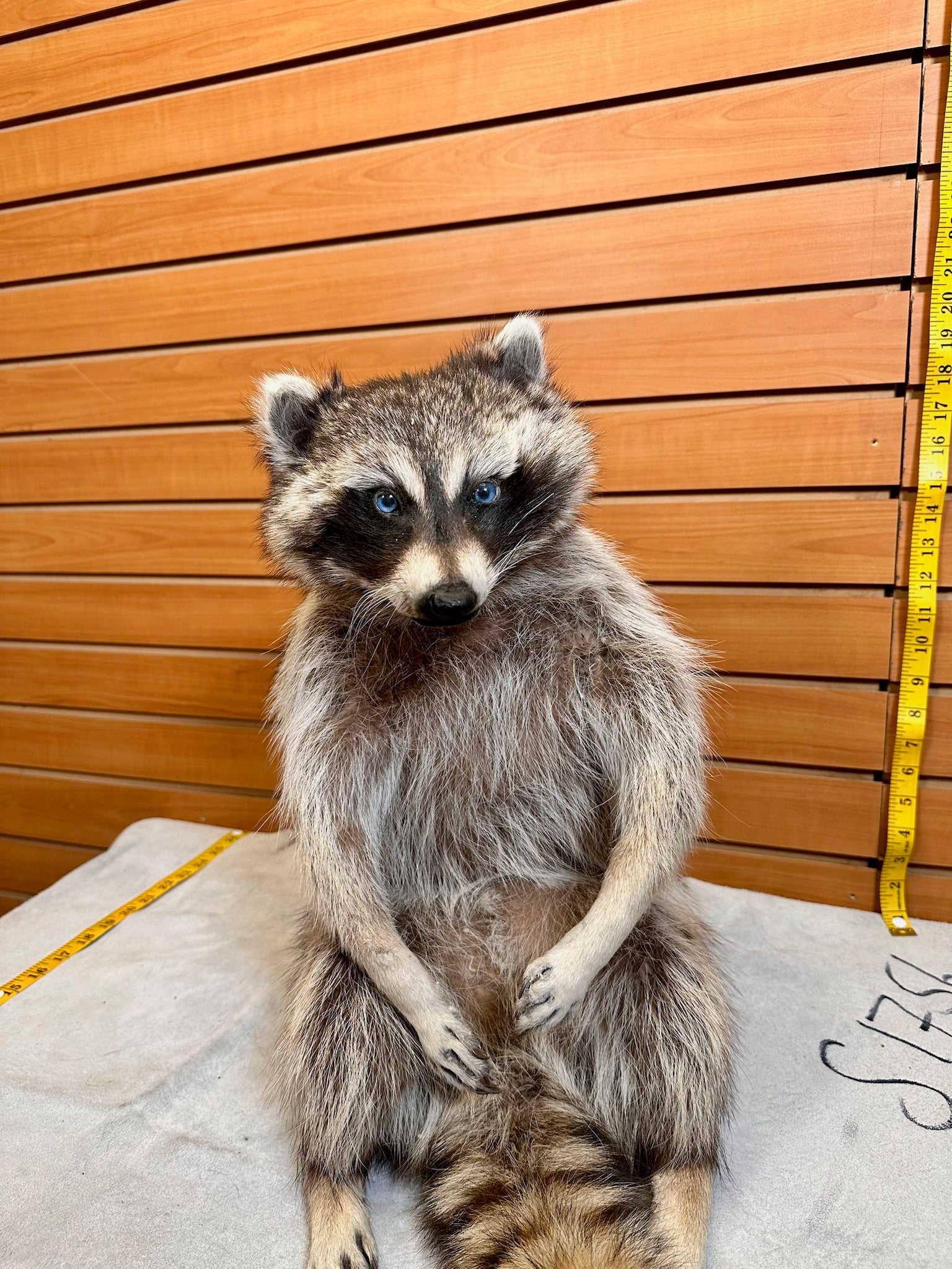 FH189- Raccoon taxidermy mount full body