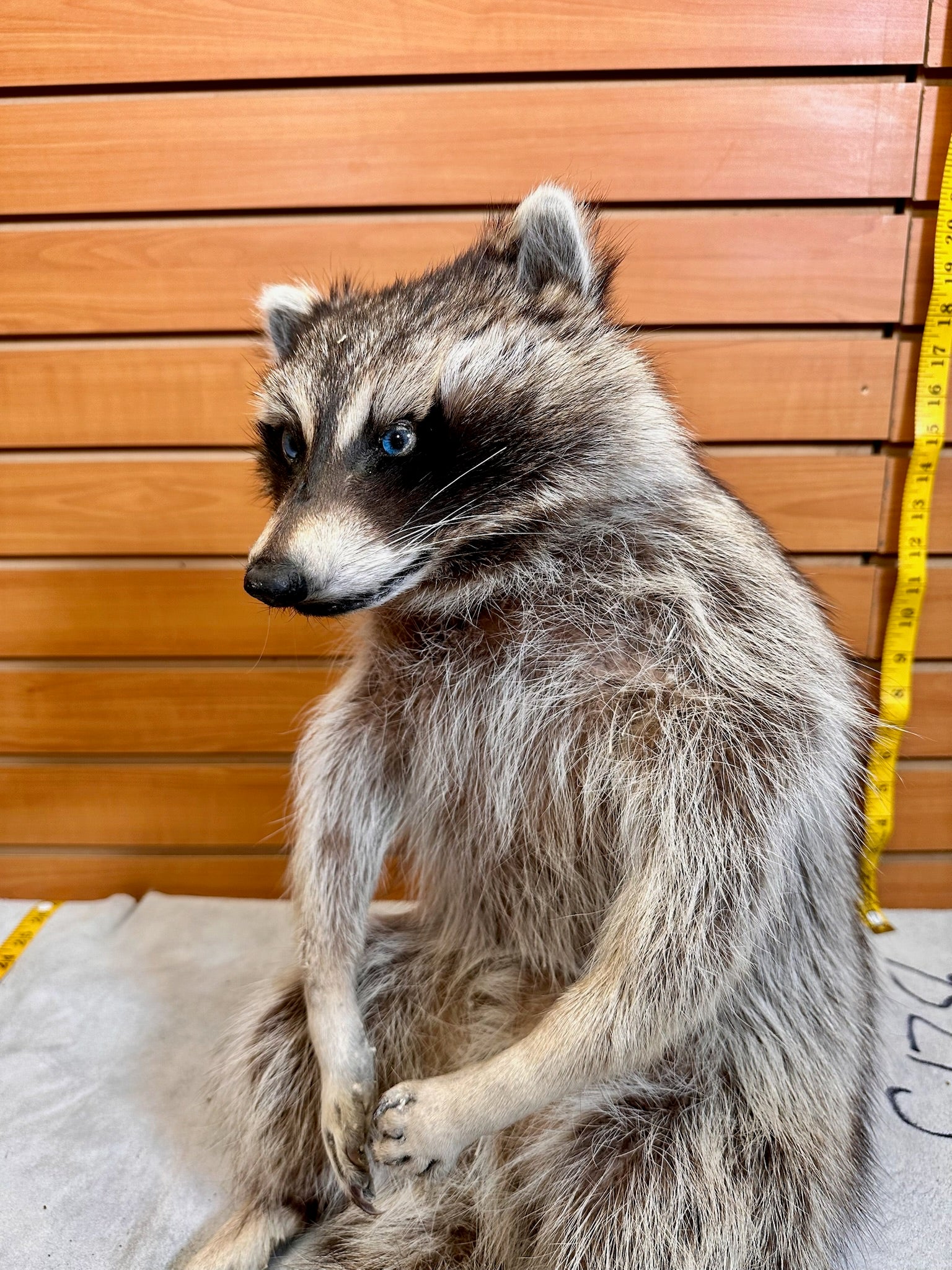 FH189- Raccoon taxidermy mount full body