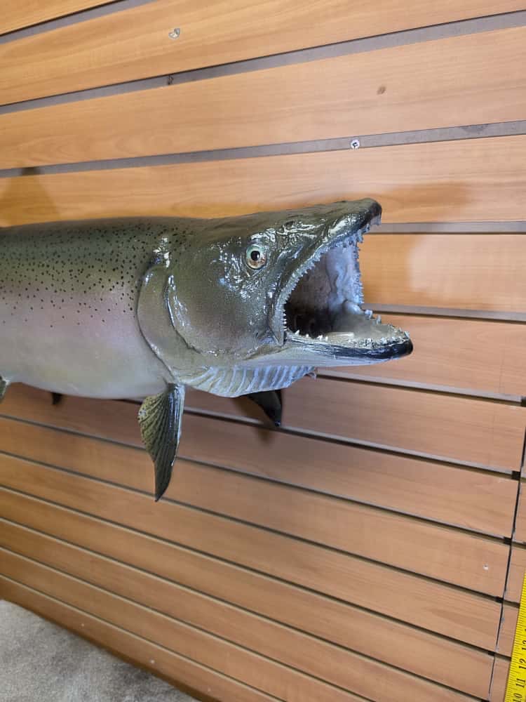 FHCM60 -38" King Salmon Real Skin Fish Taxidermy