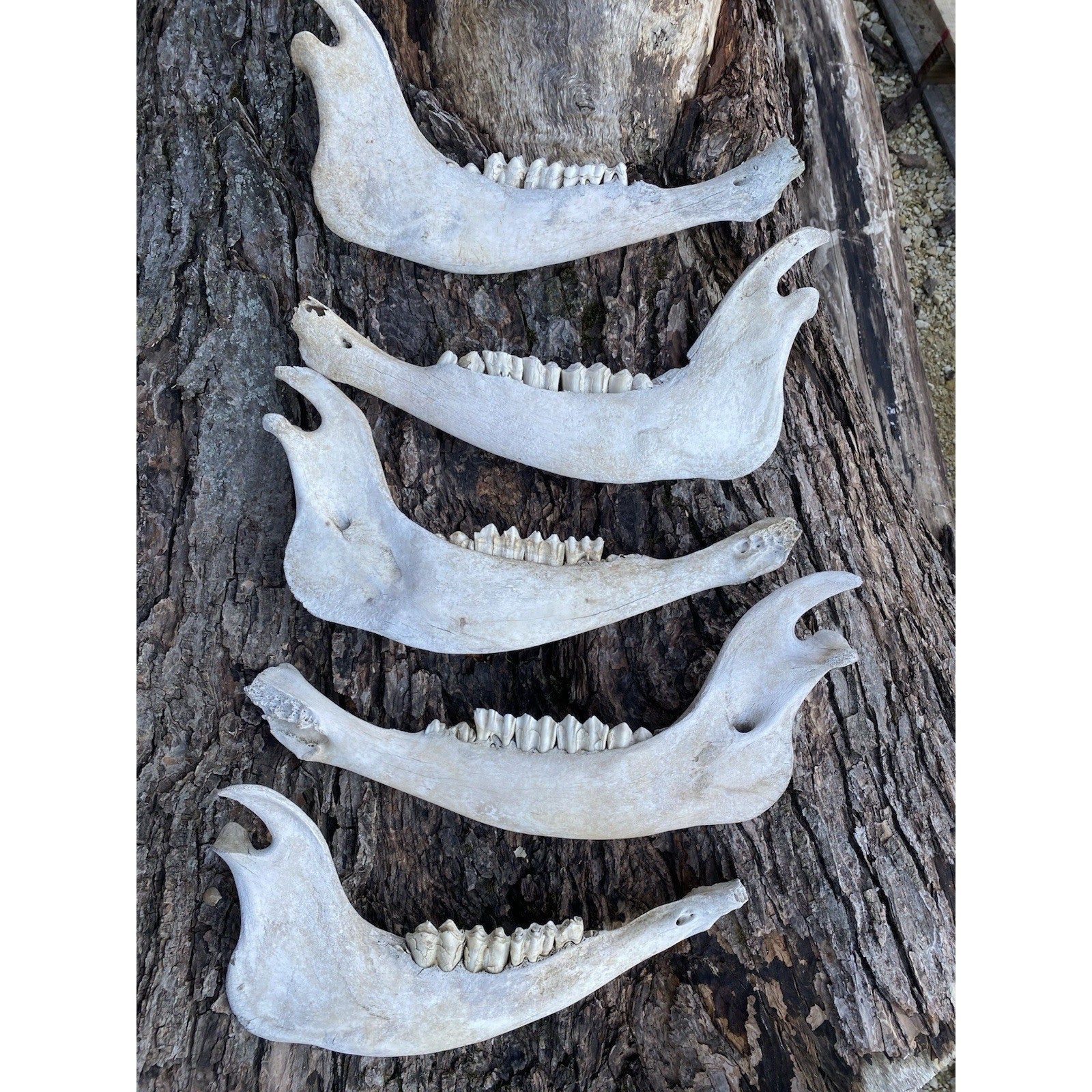 FHDAR738 - TAXIDERMY LARGE Buffalo/Bison JAW Bones Log Cabin 16"