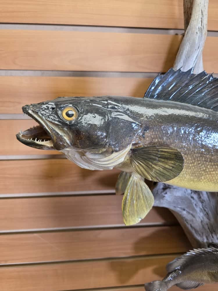 FHMQ21 - Real Skin 21” Walleye Fish Taxidermy Wall Mount