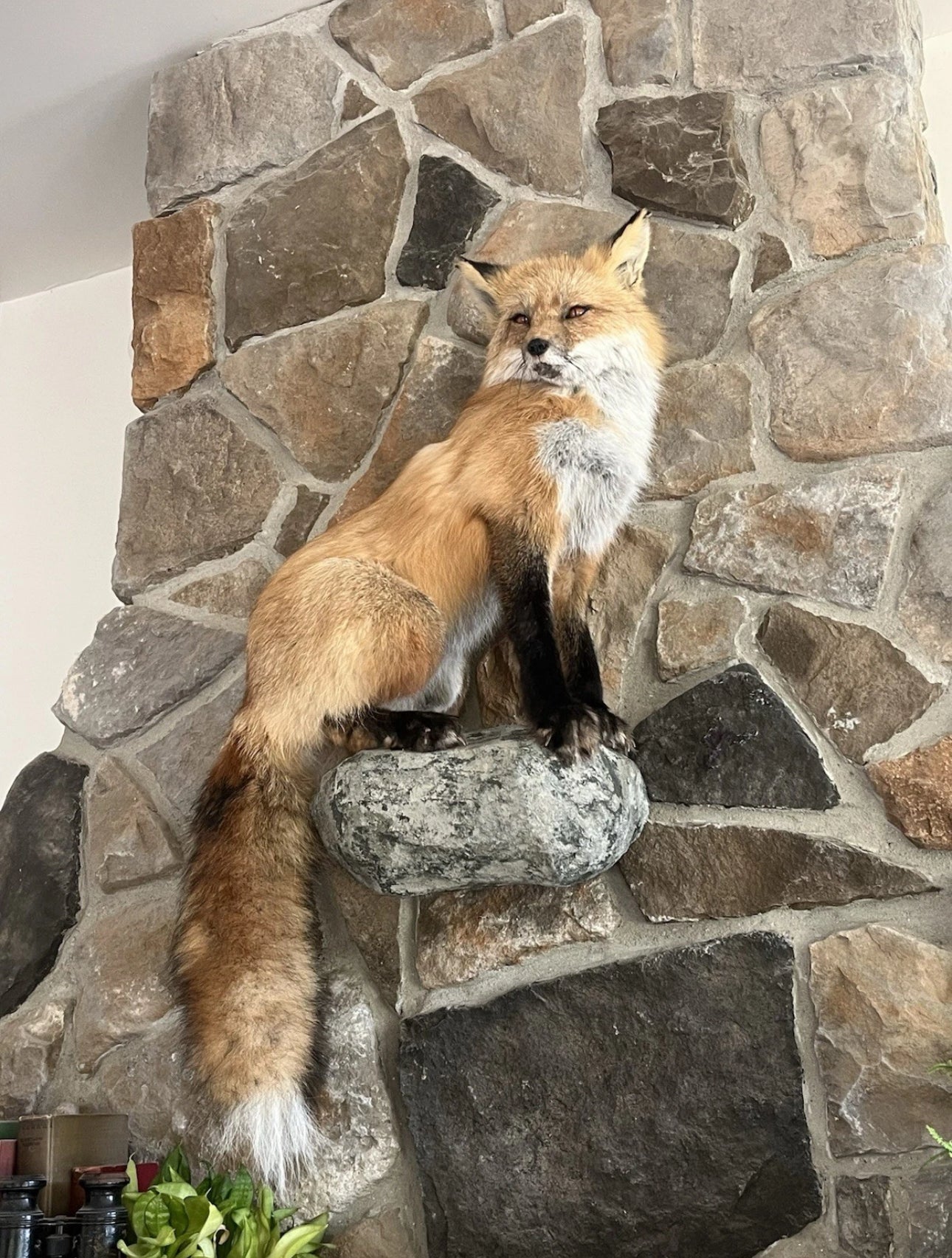 FHWA0802 - Red Fox Taxidermy Full Body Mount