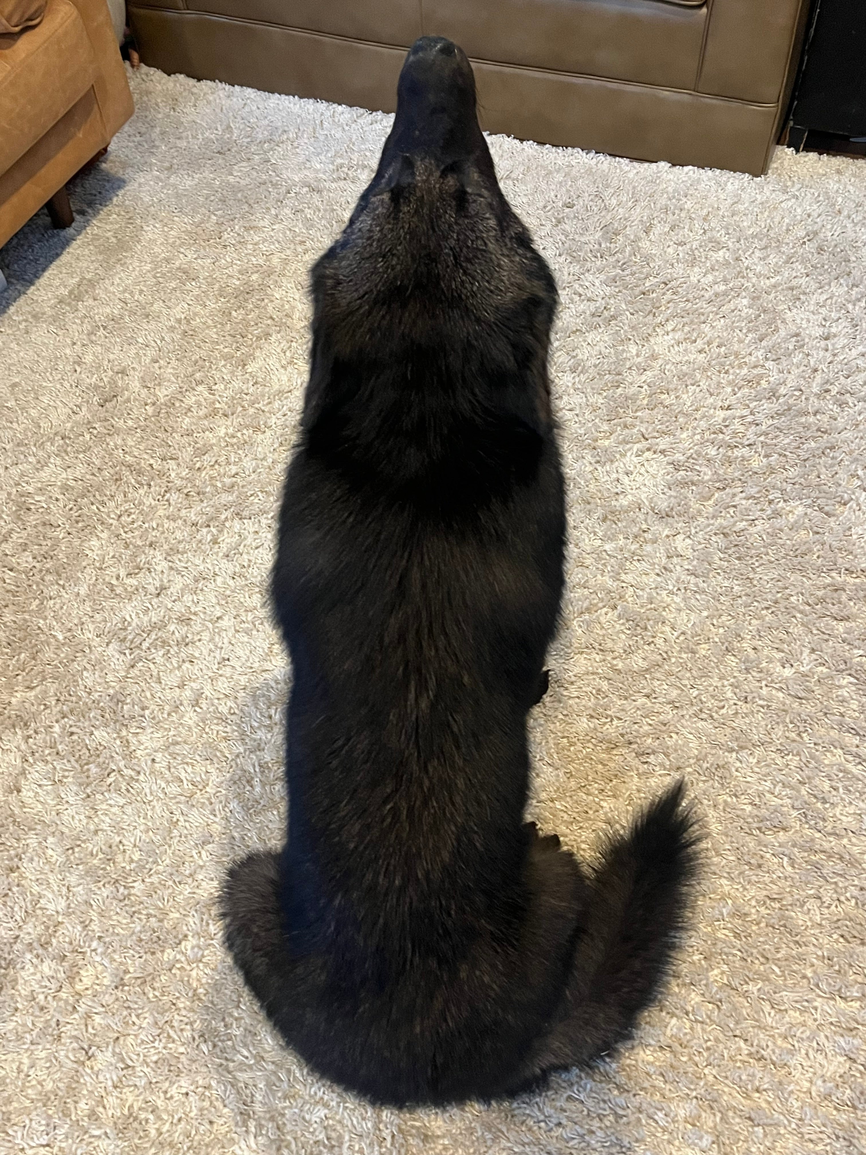 FHWL22- Rare Black Wolf Lifesize Taxidermy Mount